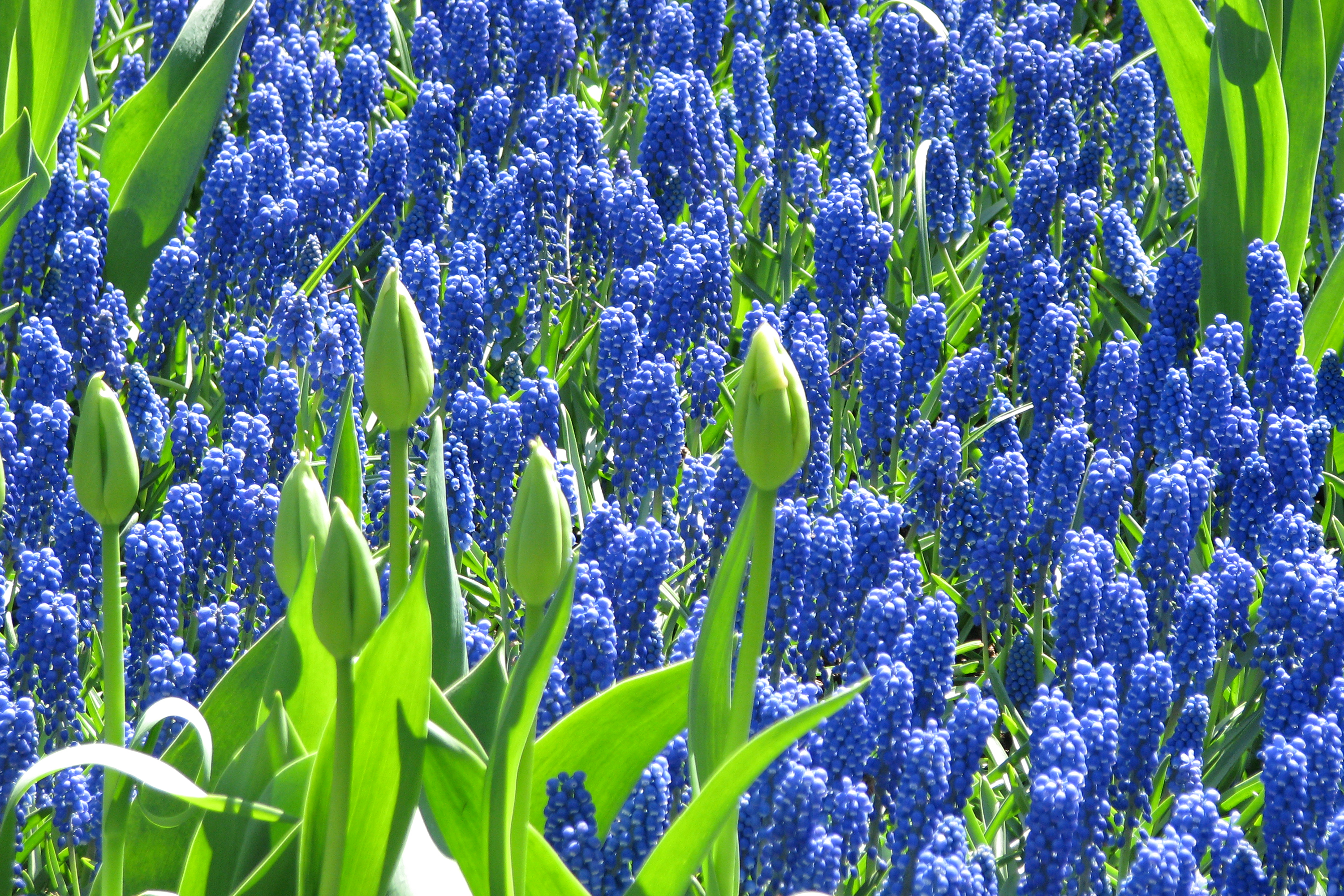 無料モバイル壁紙自然, フラワーズ, ヒヤシンス, 花, 地球, 青い花をダウンロードします。