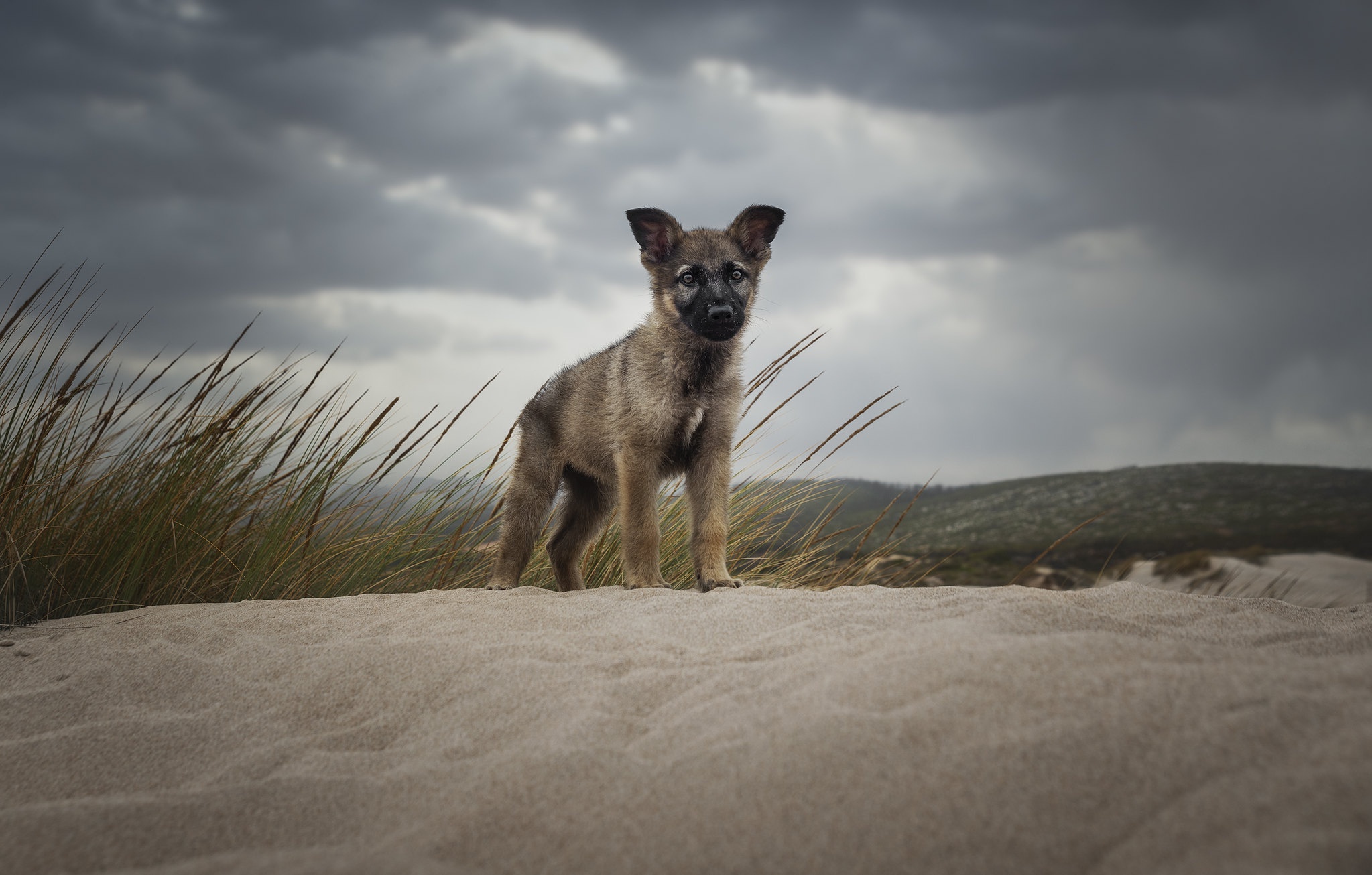 Download mobile wallpaper Dogs, Sand, Dog, Animal, Puppy, Baby Animal for free.