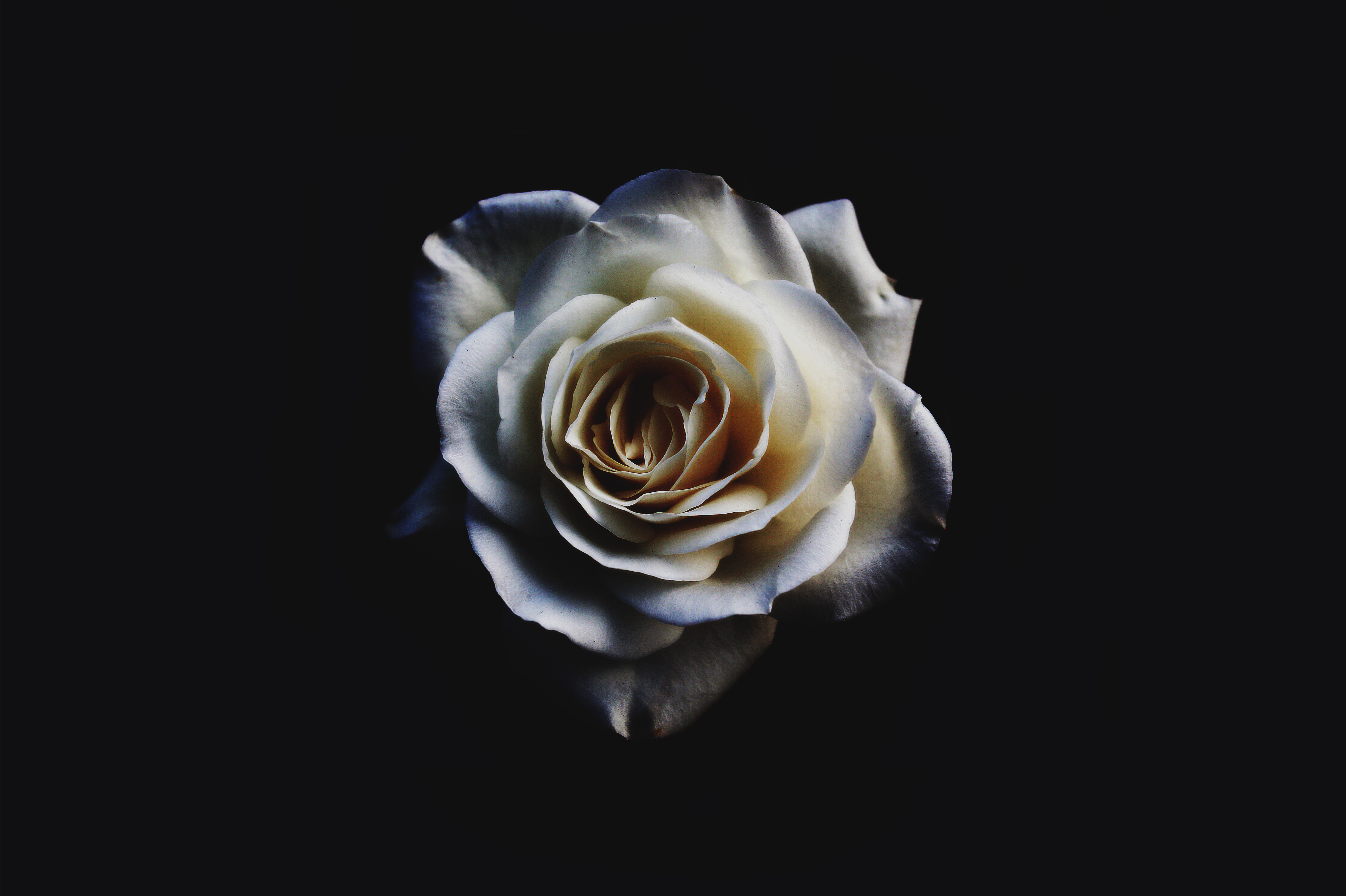 Laden Sie das Natur, Blumen, Rose, Weiße Rose, Erde/natur-Bild kostenlos auf Ihren PC-Desktop herunter