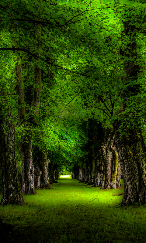 Download mobile wallpaper Trees, Park, Tree, Earth, Path, Tree Lined for free.