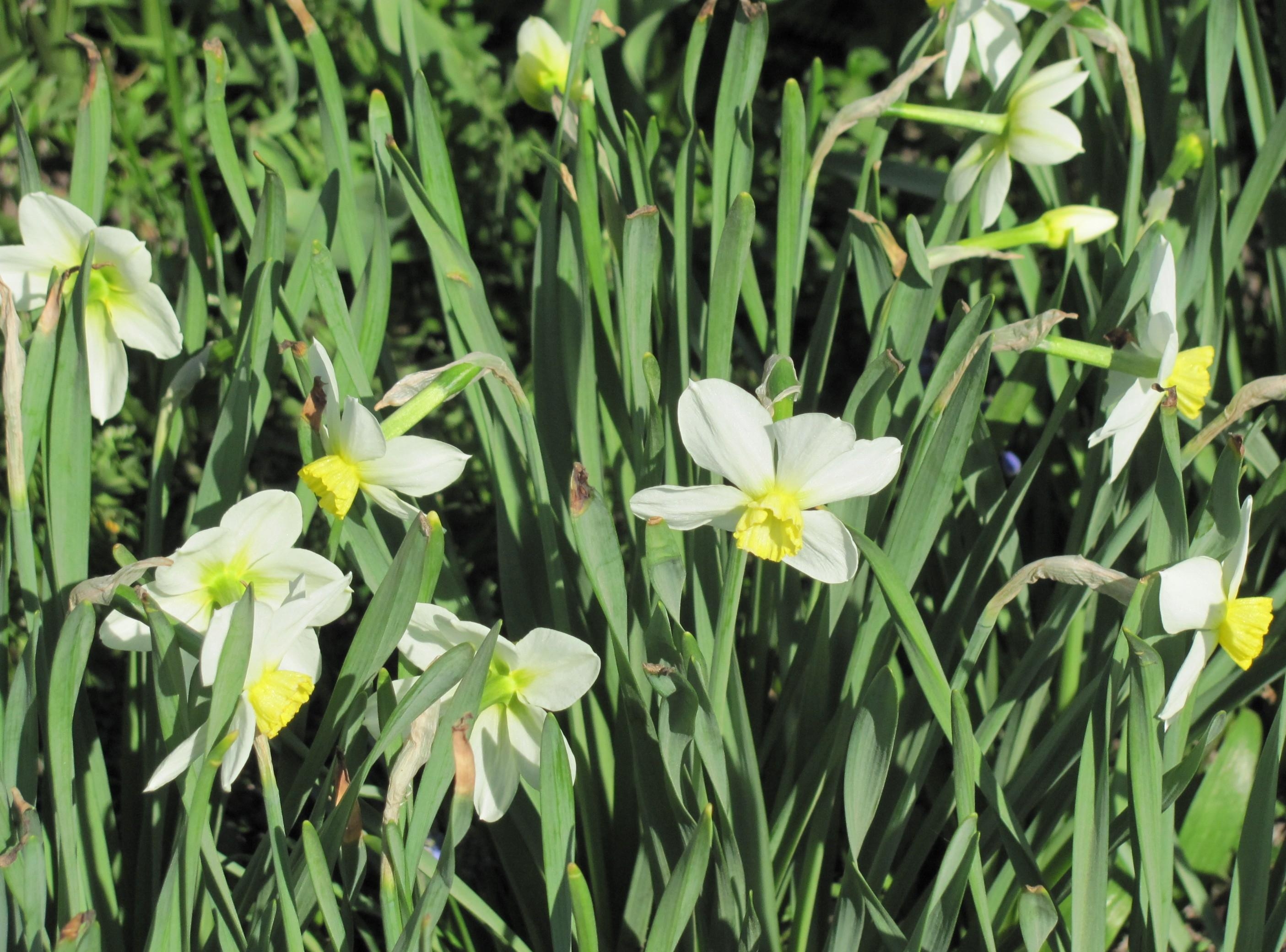 High Definition Narcissussi background