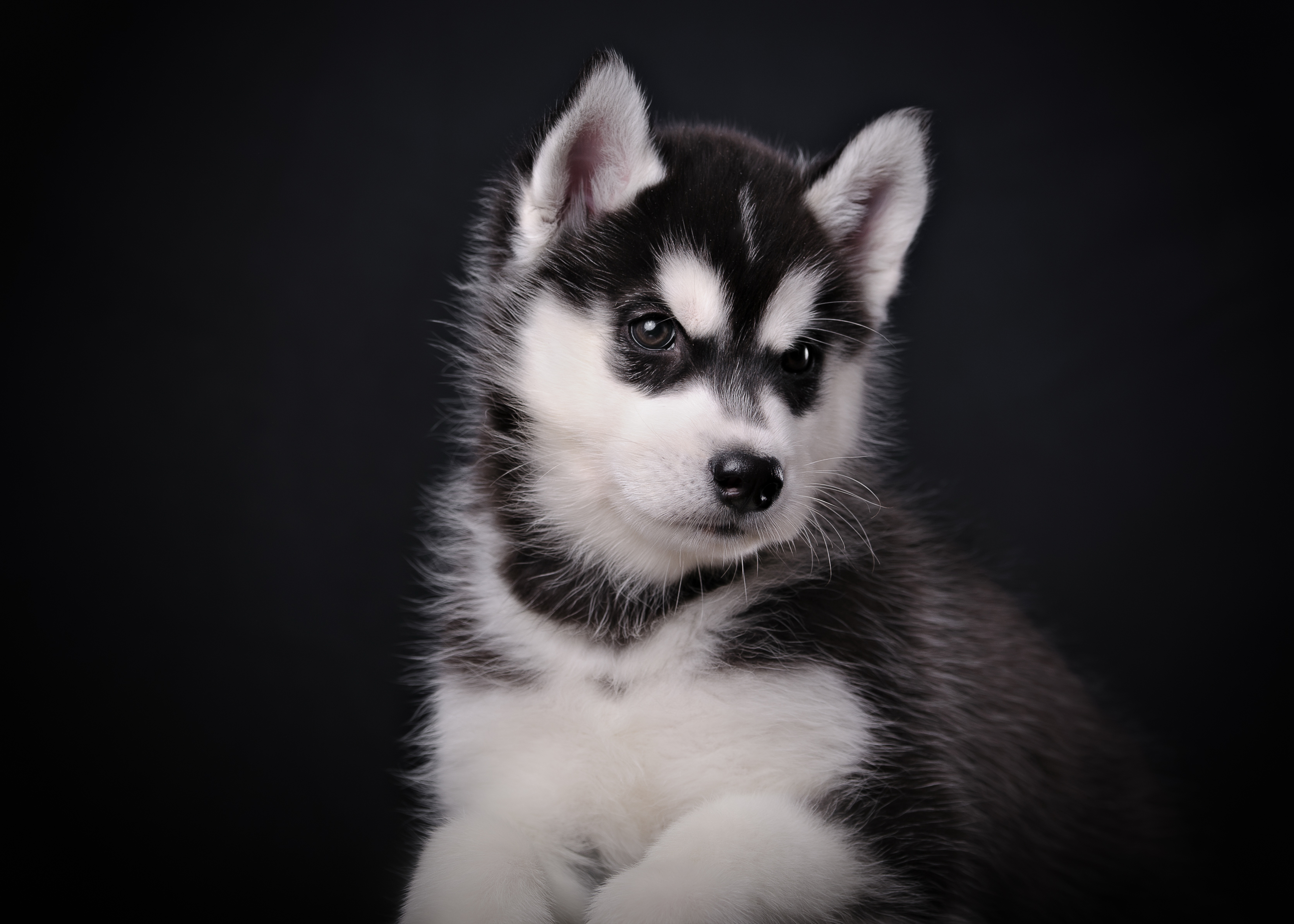 Download mobile wallpaper Husky, Puppy, Dogs, Animal for free.