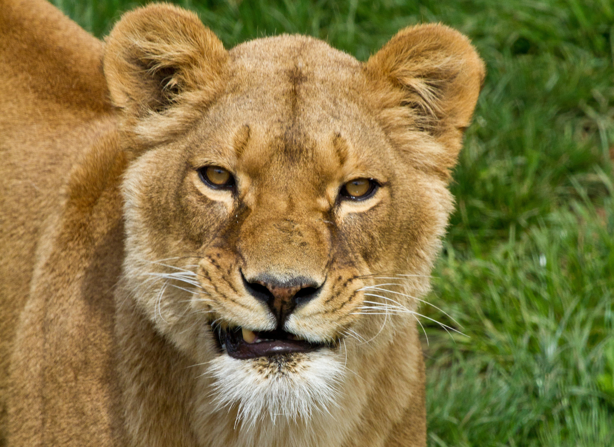 Laden Sie das Tiere, Katzen, Löwe-Bild kostenlos auf Ihren PC-Desktop herunter