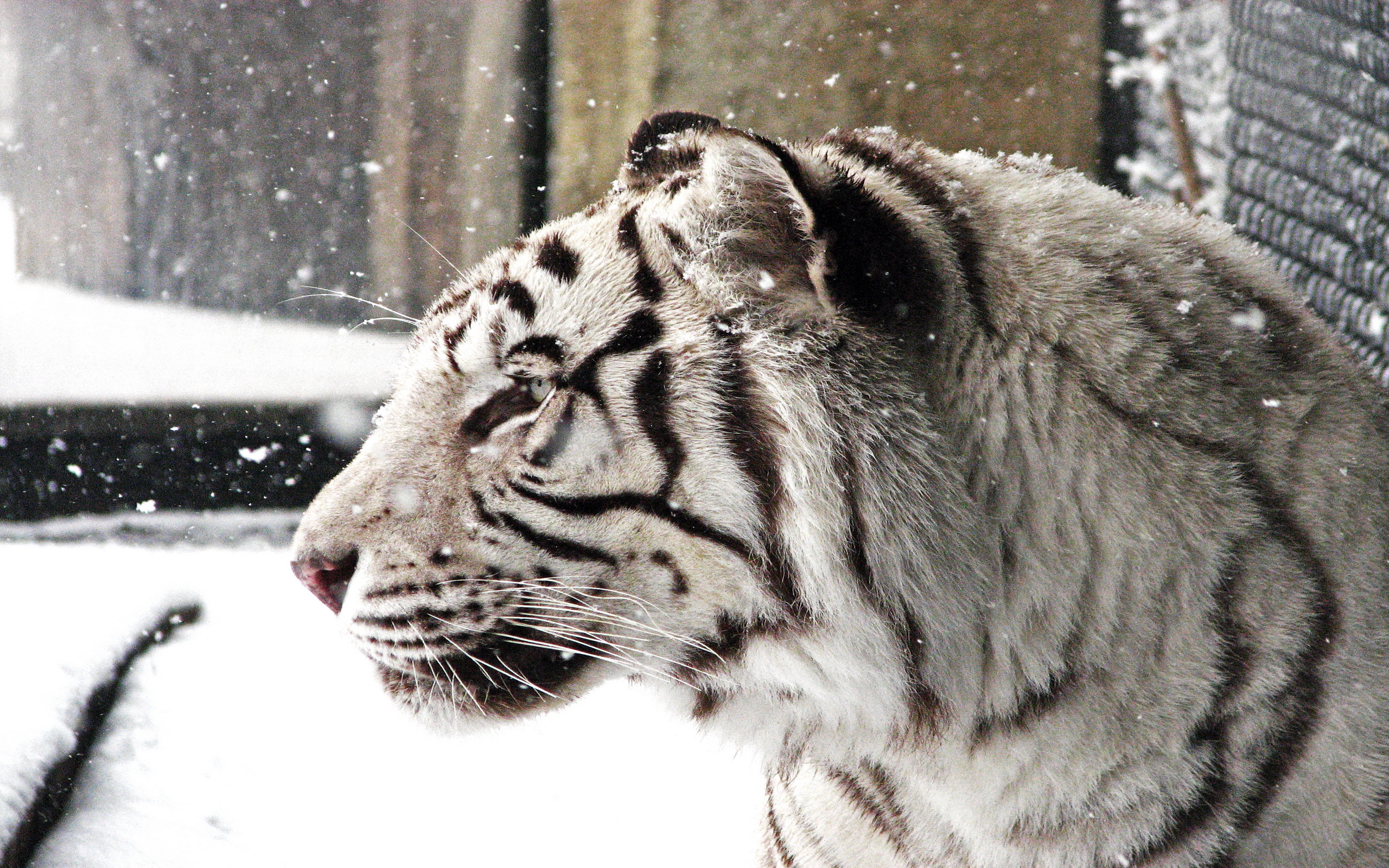 296219 Bildschirmschoner und Hintergrundbilder Weißer Tiger auf Ihrem Telefon. Laden Sie  Bilder kostenlos herunter