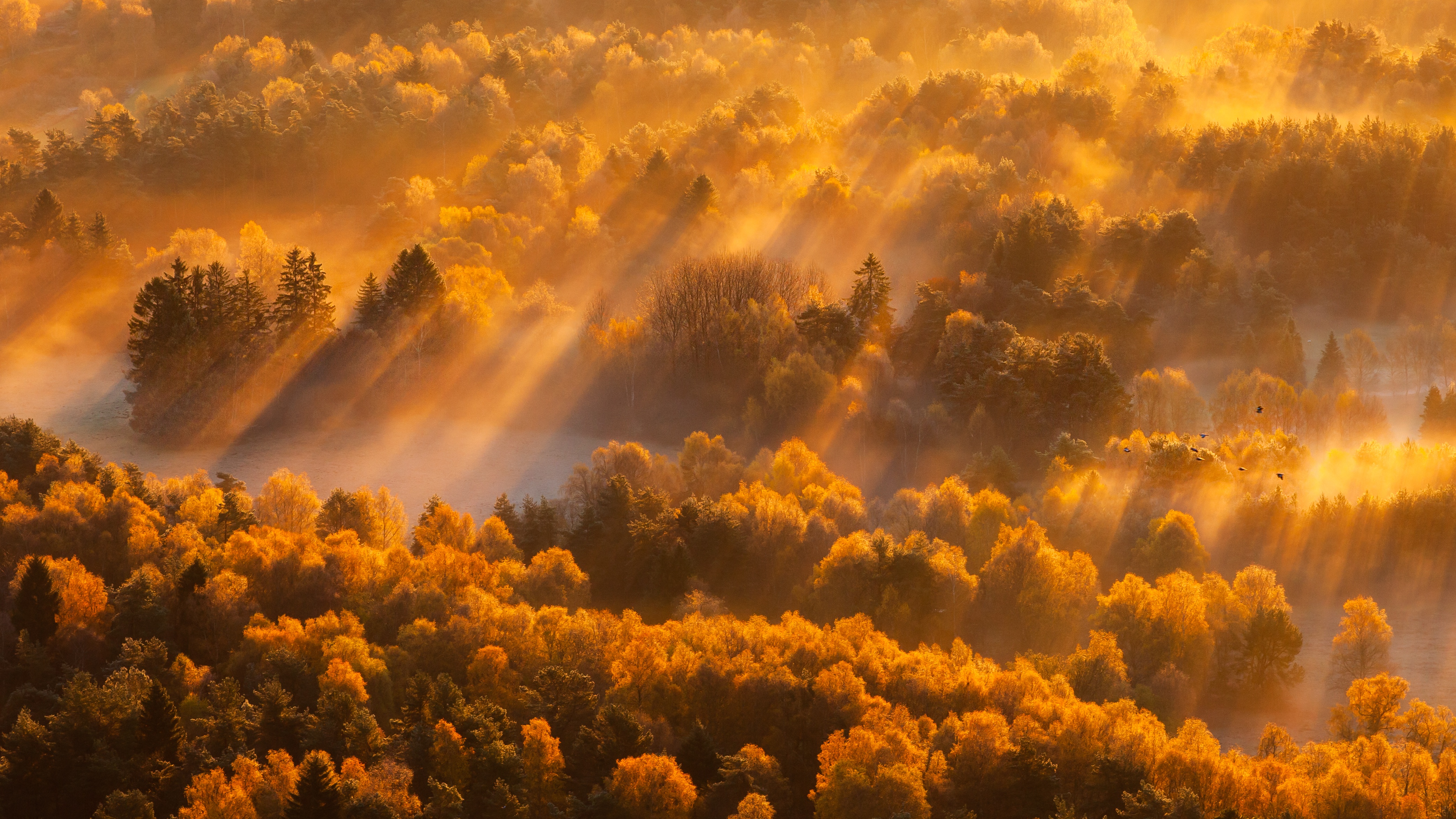 Скачать обои бесплатно Природа, Осень, Лес, Туман, Солнечный Луч, Земля/природа картинка на рабочий стол ПК