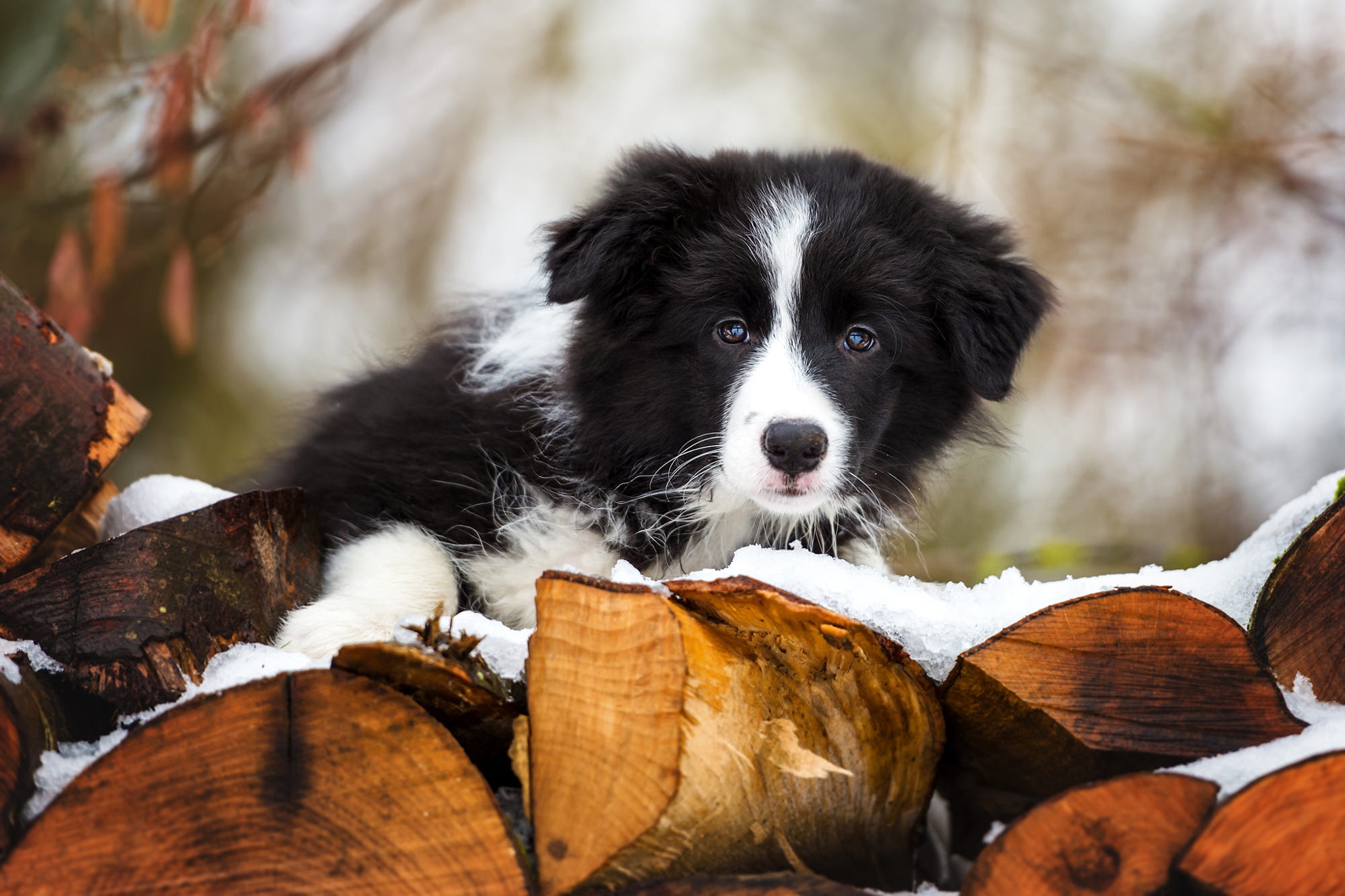 Handy-Wallpaper Tiere, Hunde, Hund, Welpen, Border Collie, Tierbaby kostenlos herunterladen.