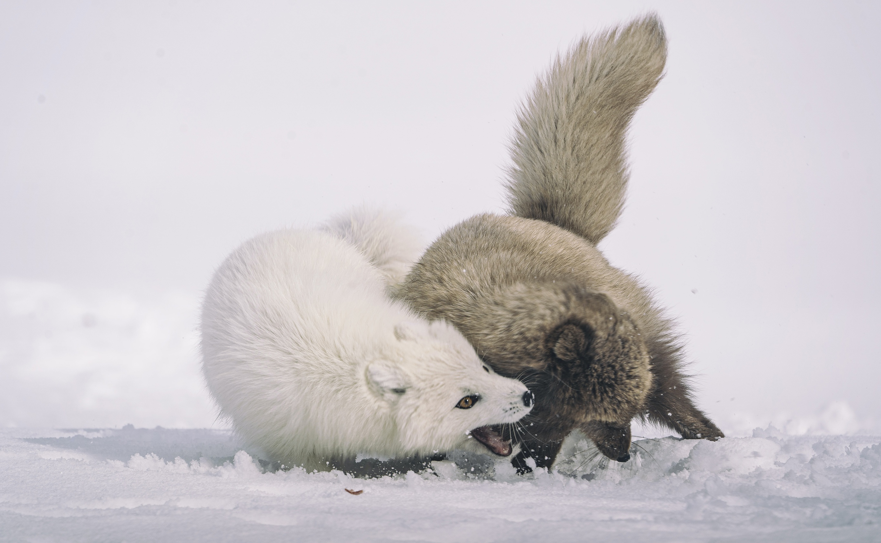 Baixe gratuitamente a imagem Animais, Inverno, Cães, Neve, Raposa Do Ártico na área de trabalho do seu PC