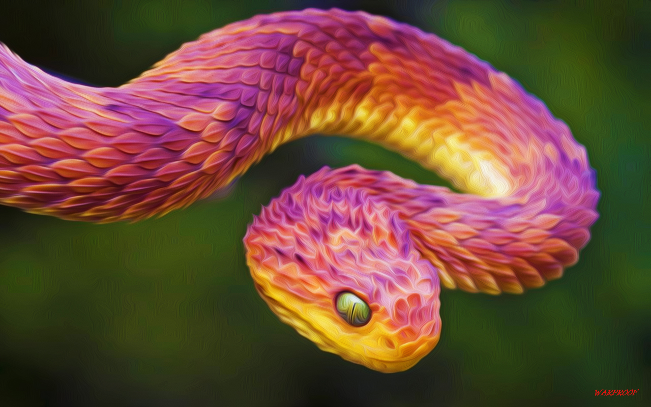 Download mobile wallpaper Animal, Snake for free.