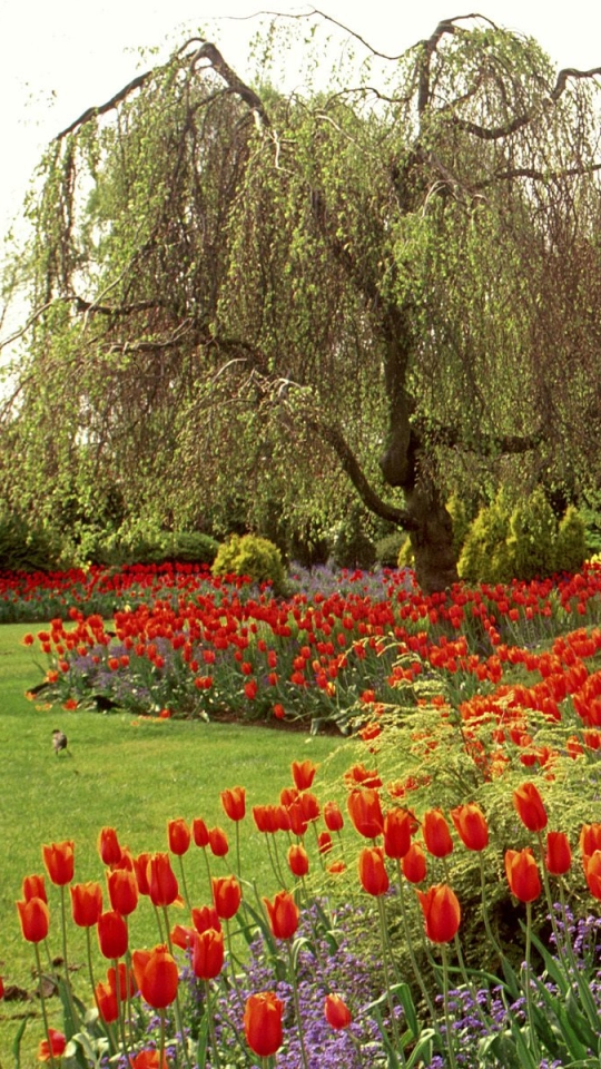 Handy-Wallpaper Blume, Baum, Garten, Tulpe, Menschengemacht kostenlos herunterladen.
