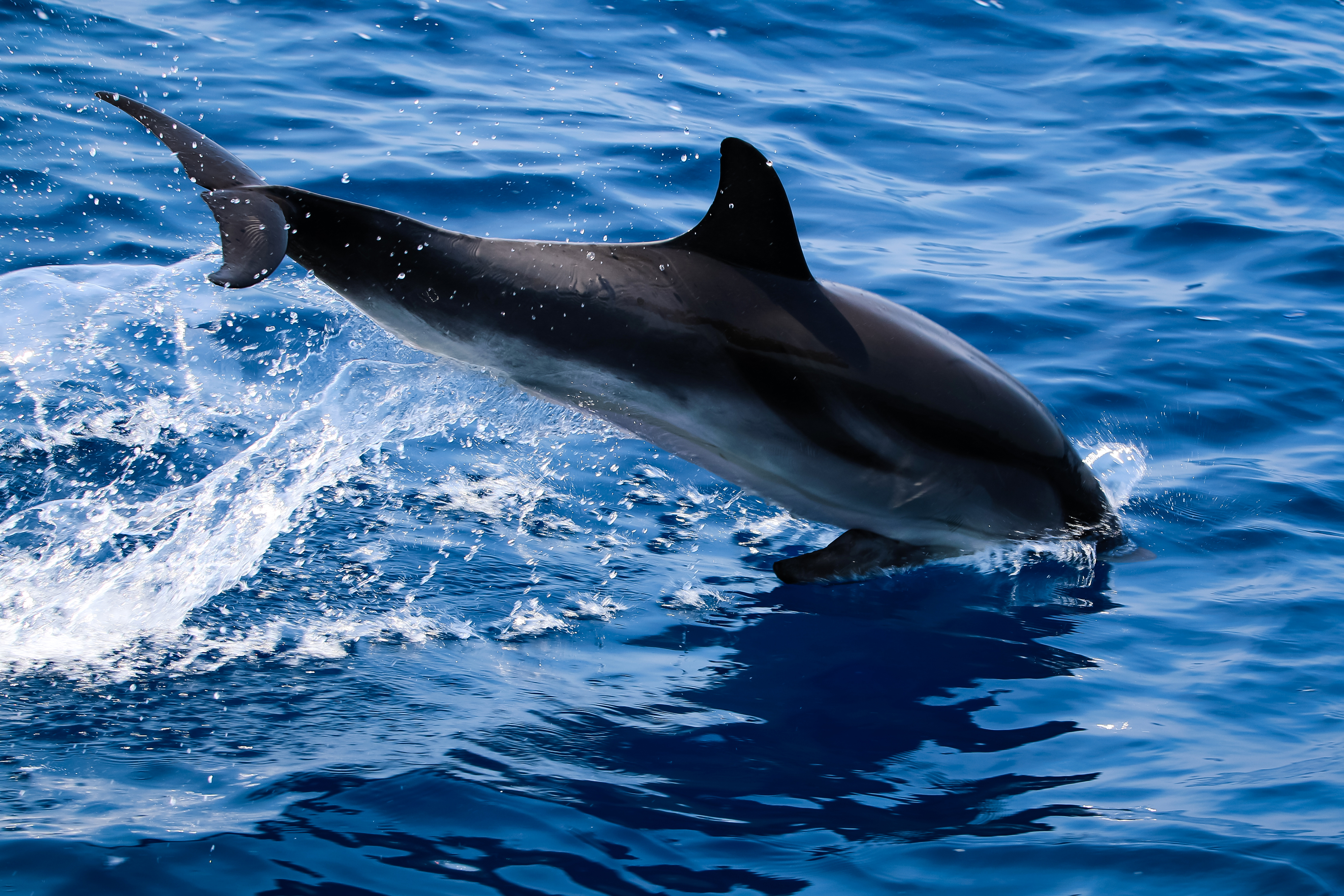 Handy-Wallpaper Tiere, Wasser, Delfin kostenlos herunterladen.