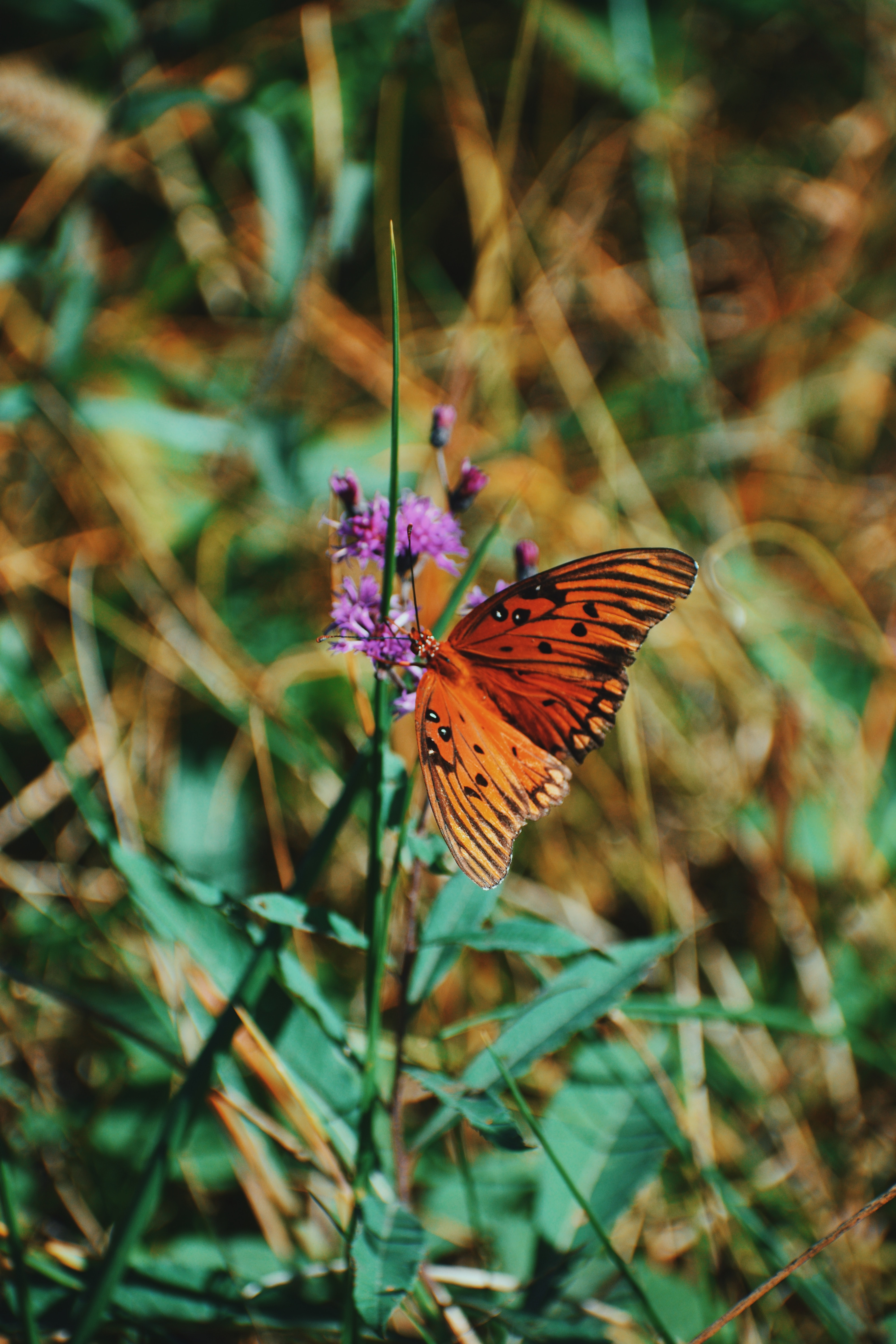 Скачати мобільні шпалери Метелик Монарх, Тварини, Комаха, Крила, Метелик, Квітка безкоштовно.