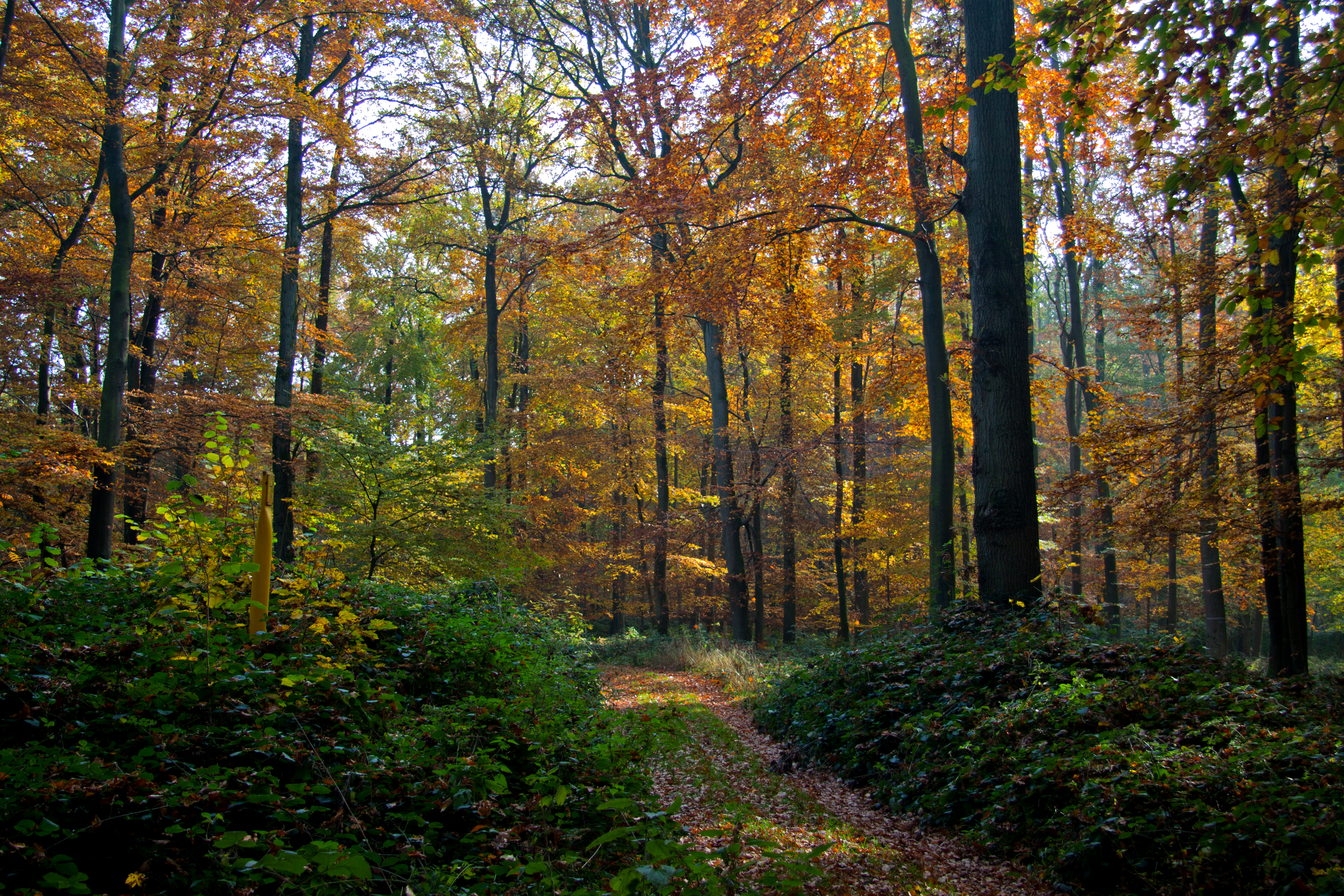 Download mobile wallpaper Forest, Fall, Earth, Path for free.
