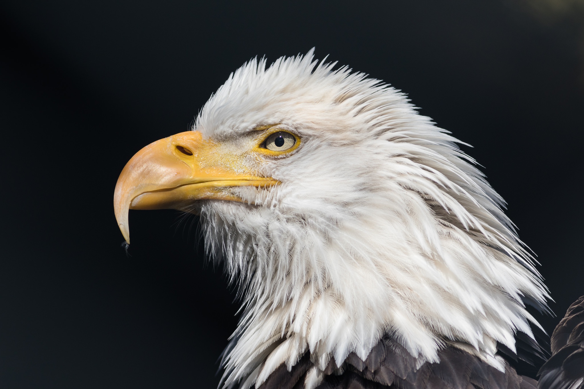 Download mobile wallpaper Birds, Beak, Animal, Eagle, Bald Eagle, Bird Of Prey for free.