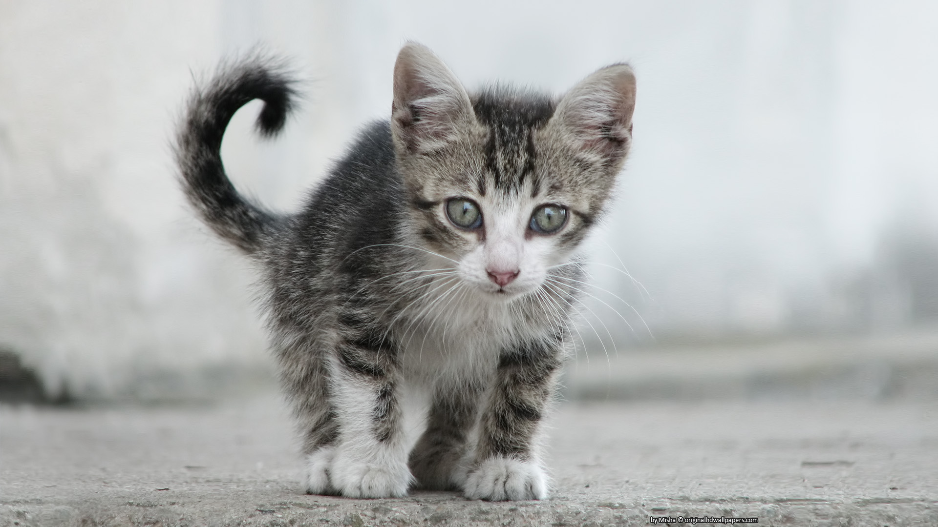 Скачати мобільні шпалери Кошеня, Кішка, Коти, Тварина, Милий безкоштовно.