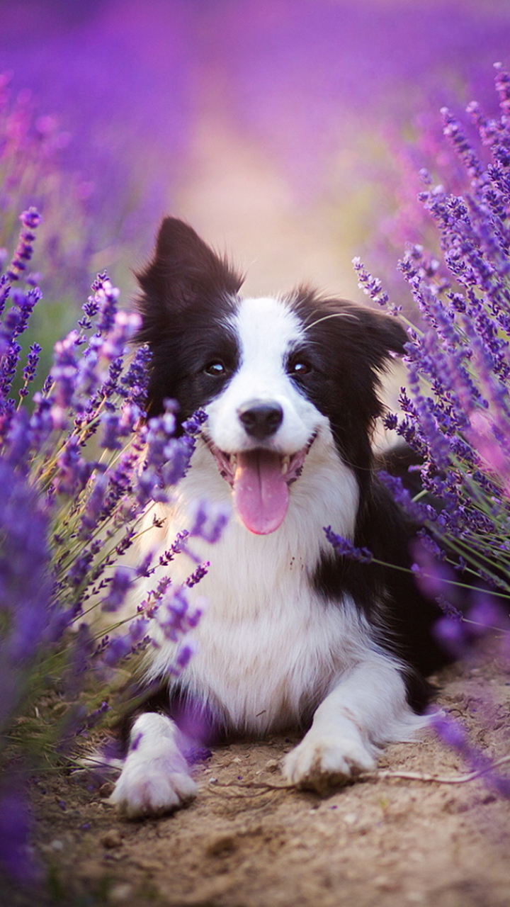 Download mobile wallpaper Dogs, Flower, Dog, Blur, Animal, Lavender, Border Collie, Purple Flower for free.
