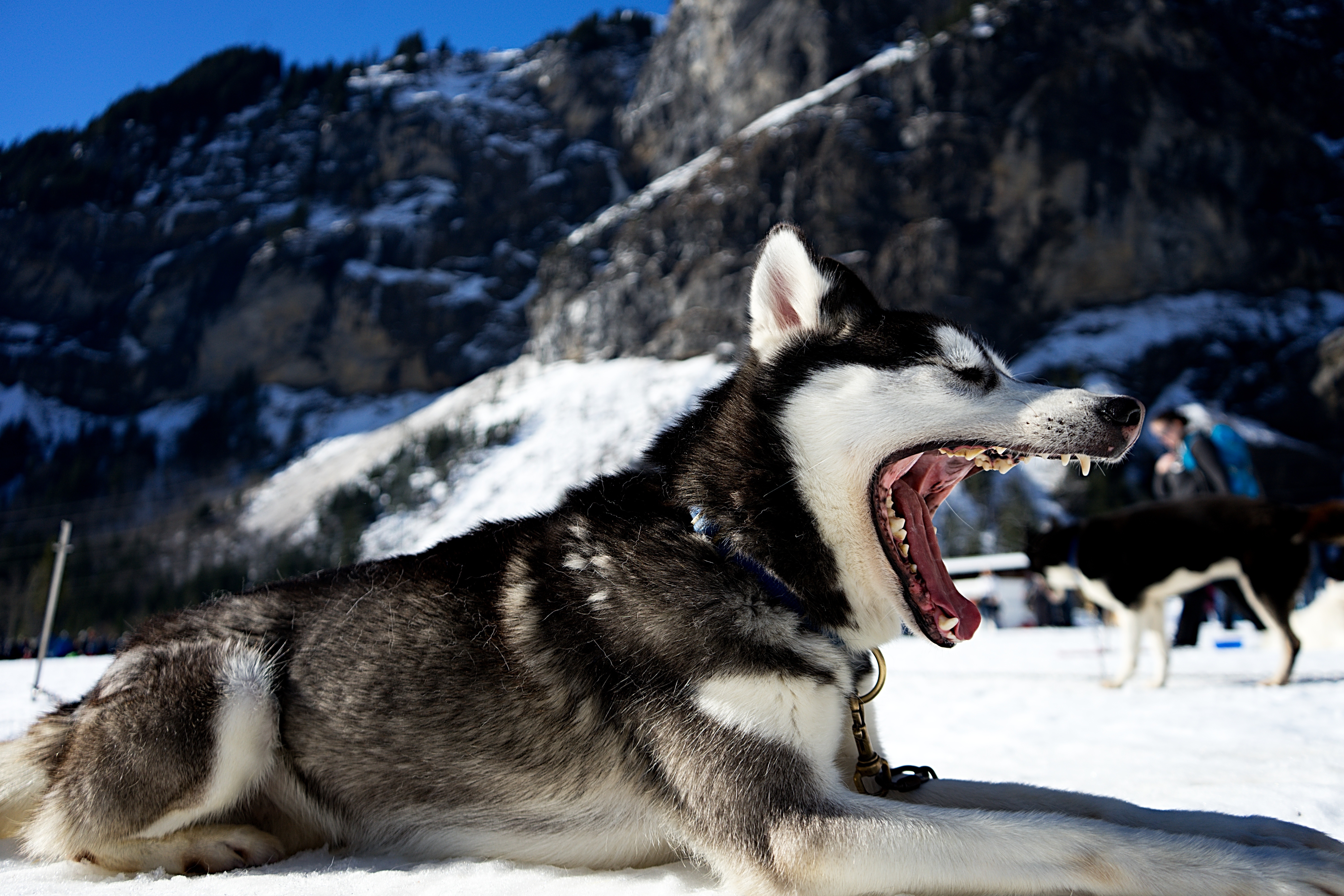 animals, snow, dog, to fall, mouth, husky, haska HD wallpaper