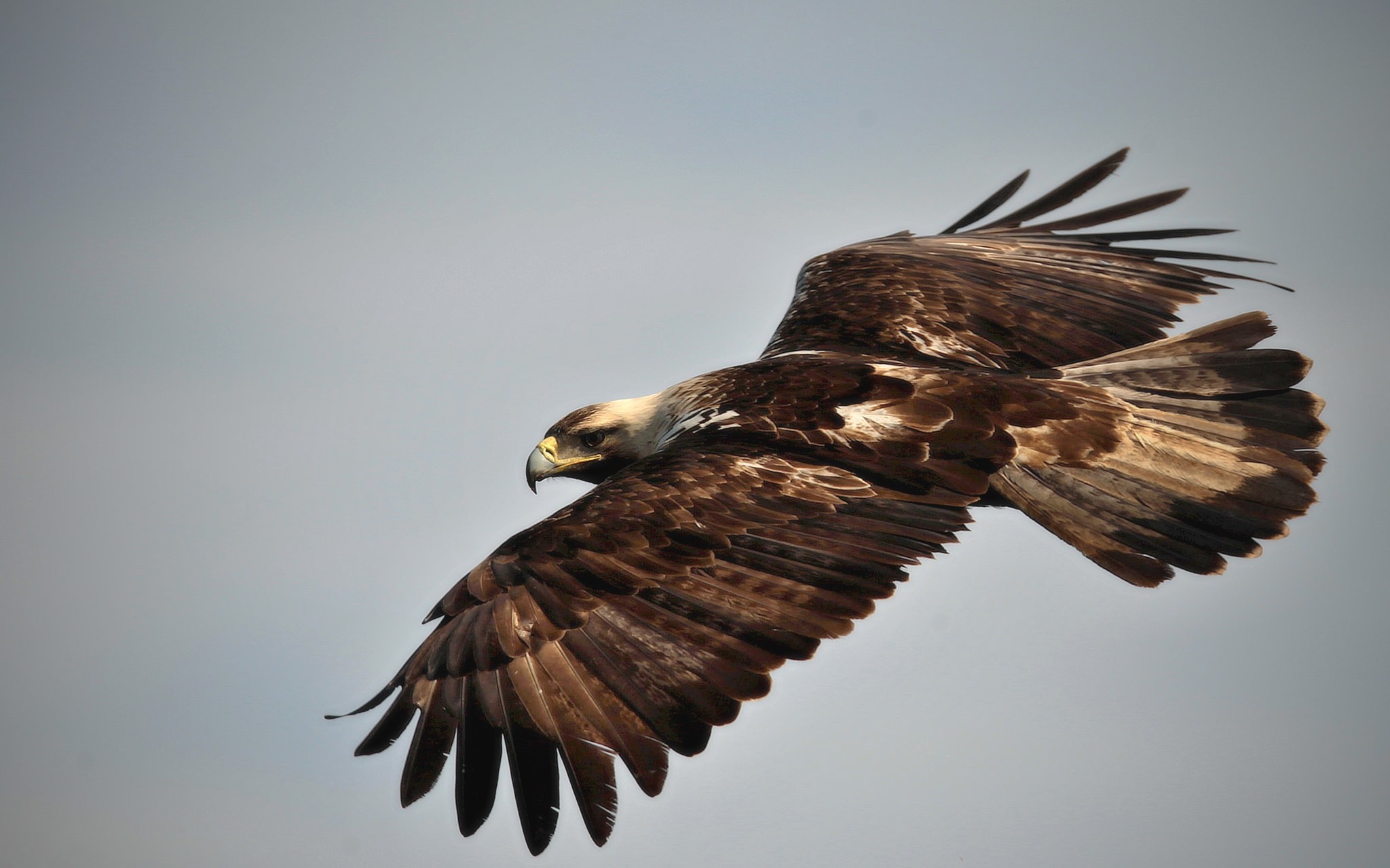 342935 descargar imagen vuelo, animales, águila, aves: fondos de pantalla y protectores de pantalla gratis