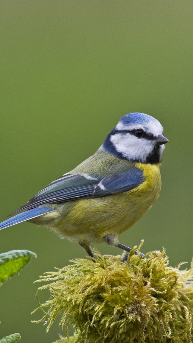 Descarga gratuita de fondo de pantalla para móvil de Animales, Pájaro, Aves, Ave, Herrerillo Bicolor.