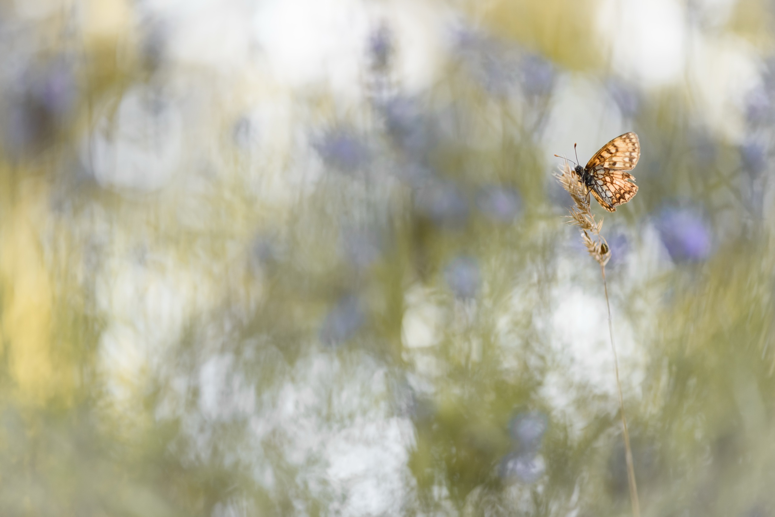 Download mobile wallpaper Macro, Insect, Butterfly, Animal for free.