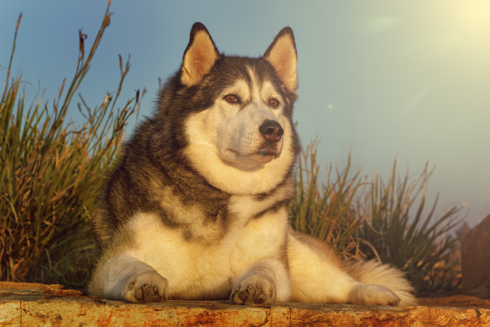 Free download wallpaper Husky, Dogs, Dog, Animal on your PC desktop