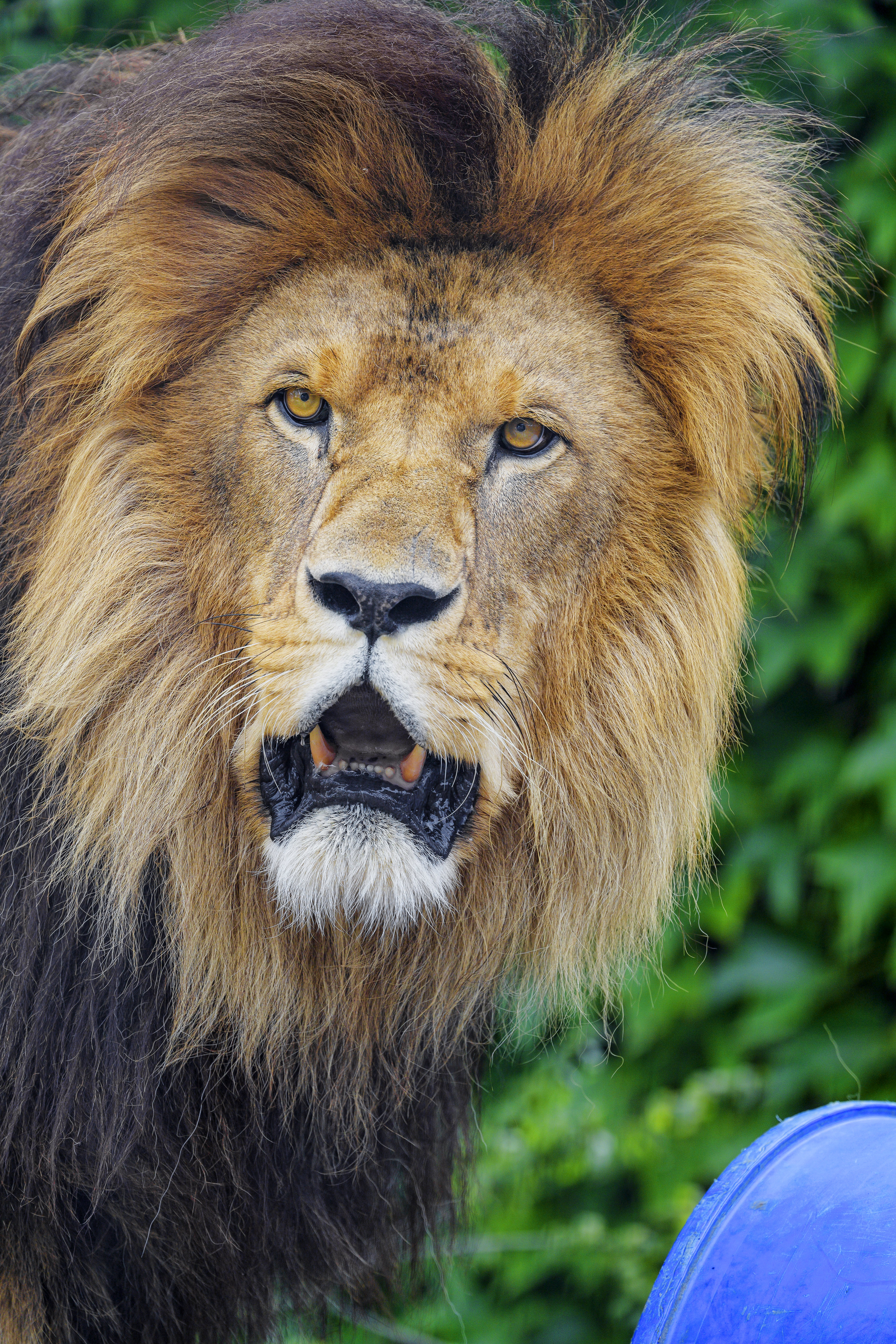 Download mobile wallpaper Sight, Opinion, To Fall, Muzzle, Mouth, Animals, Big Cat, Predator, Lion for free.