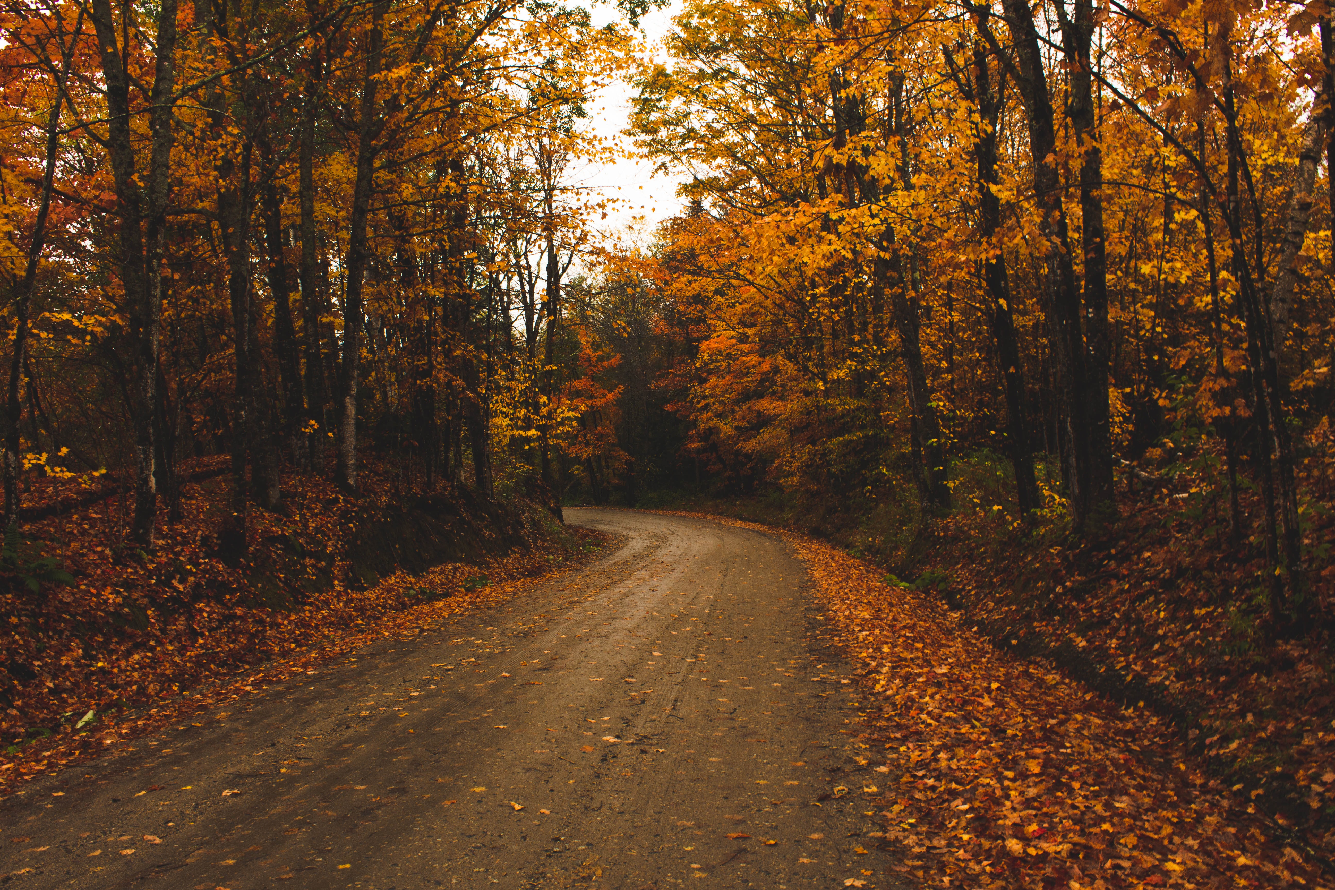 alley, holidays, trees, autumn, leaves, road Desktop Wallpaper