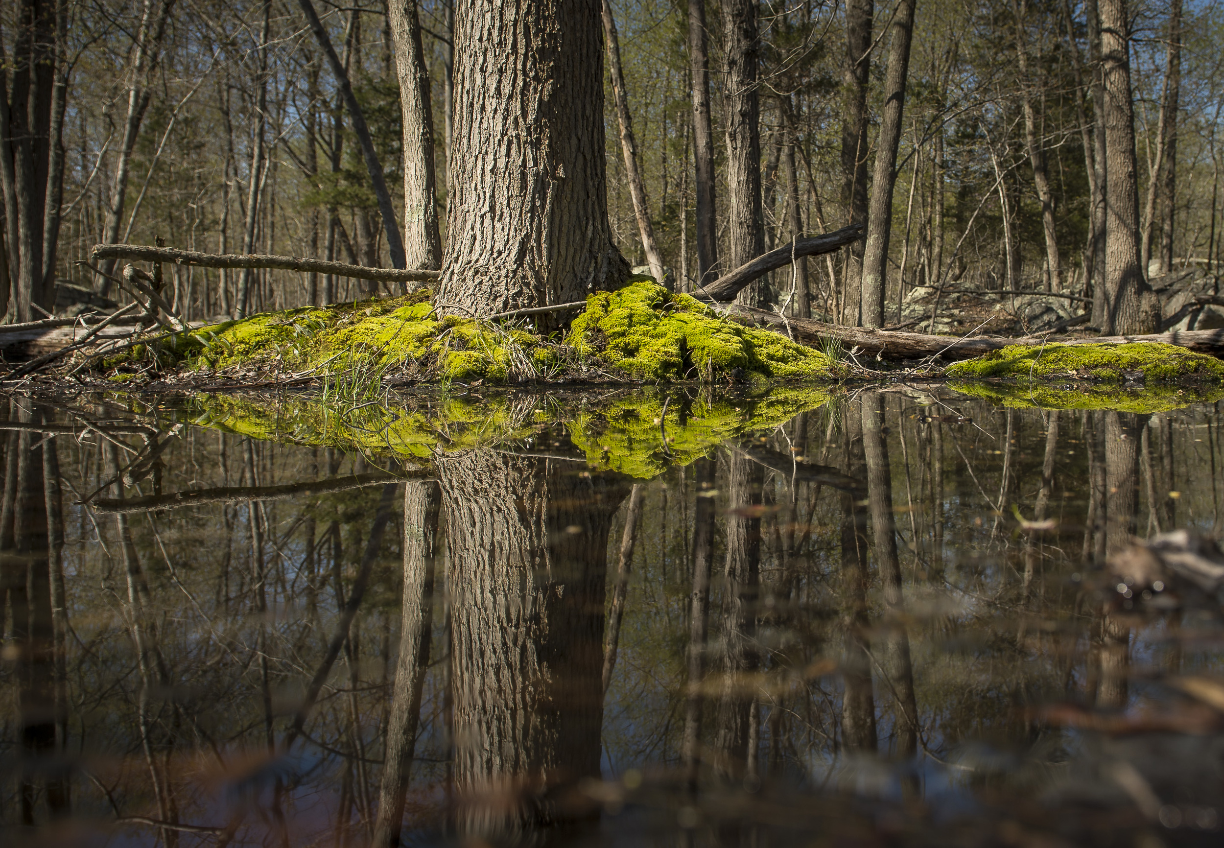 Download mobile wallpaper Swamp, Reflection, Earth for free.