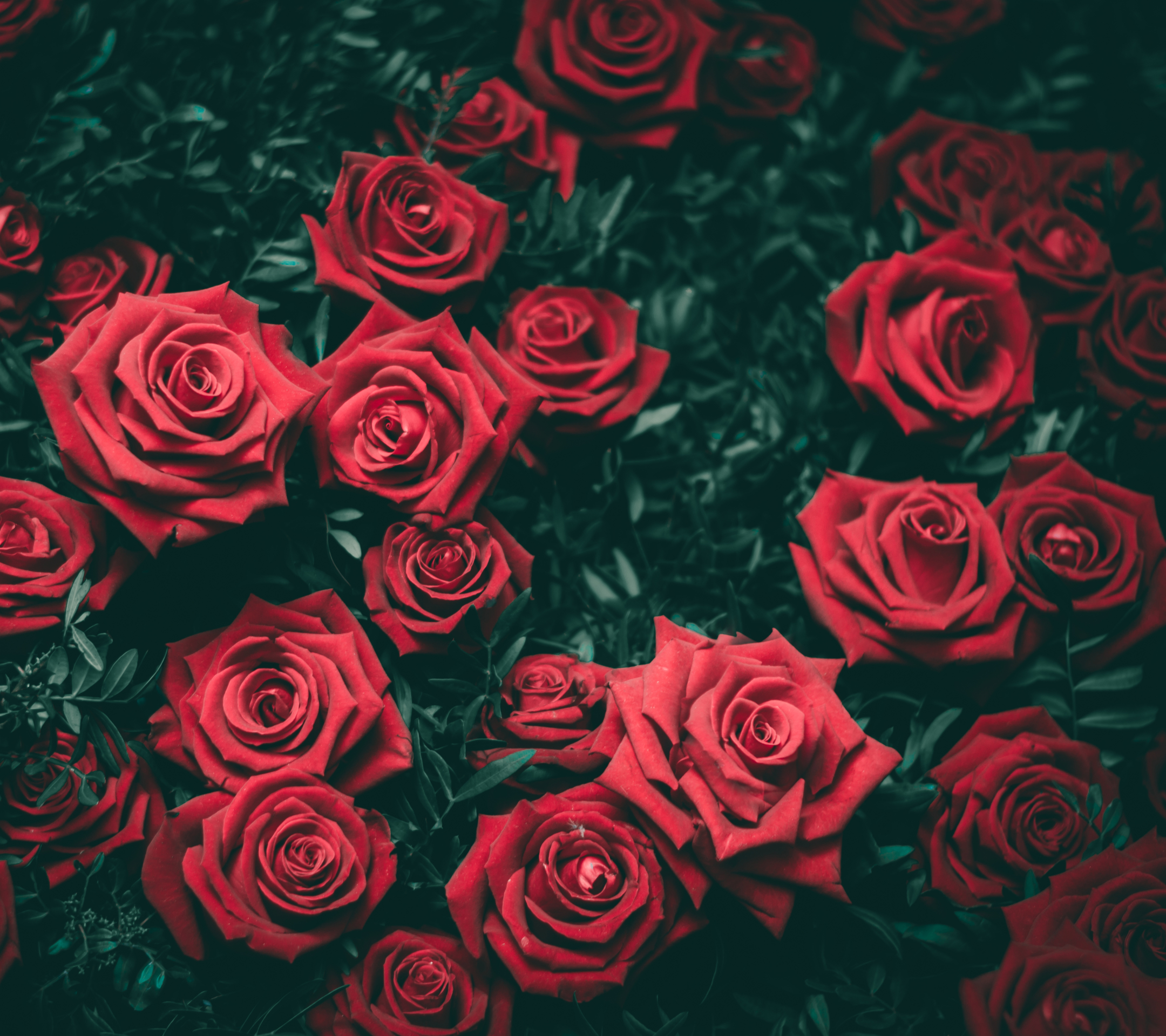 Téléchargez gratuitement l'image Fleurs, Rose, Fleur, Rose Rouge, Fleur Rouge, La Nature, Terre/nature sur le bureau de votre PC