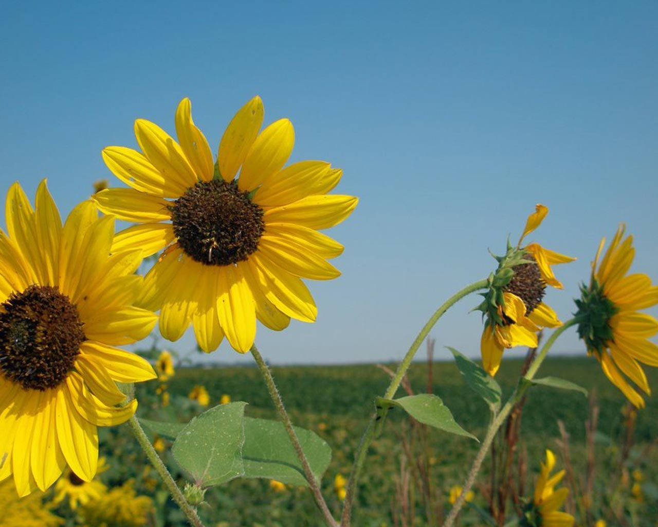 Laden Sie das Blume, Sonnenblume, Erde/natur-Bild kostenlos auf Ihren PC-Desktop herunter