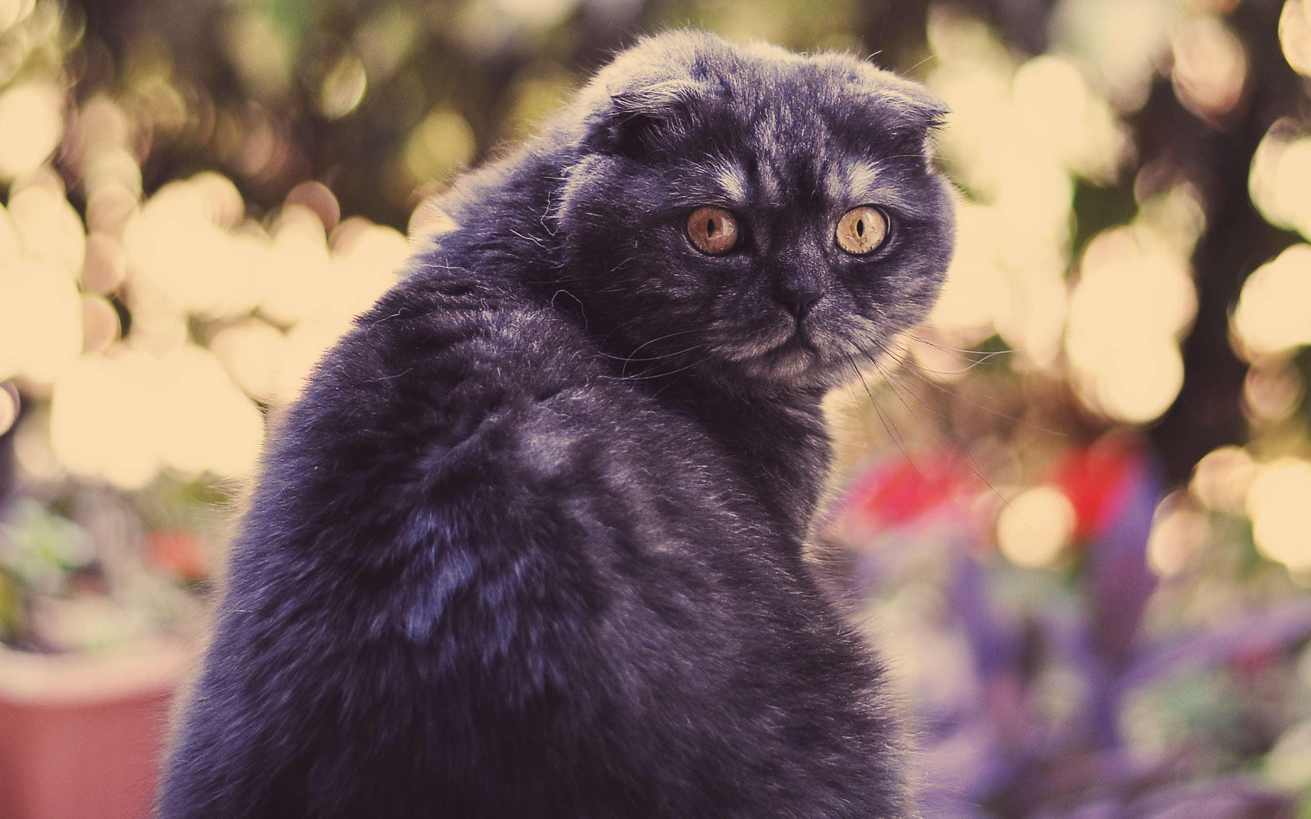 Baixe gratuitamente a imagem Animais, Gatos, Gato na área de trabalho do seu PC