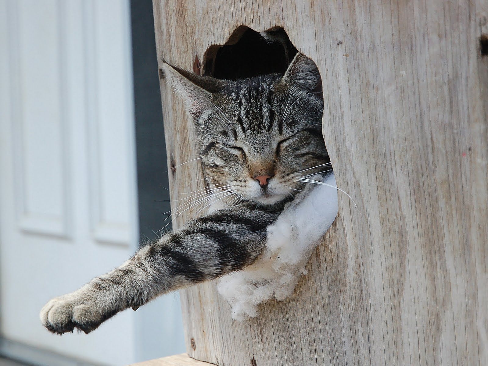 Baixe gratuitamente a imagem Animais, Gatos, Gato na área de trabalho do seu PC