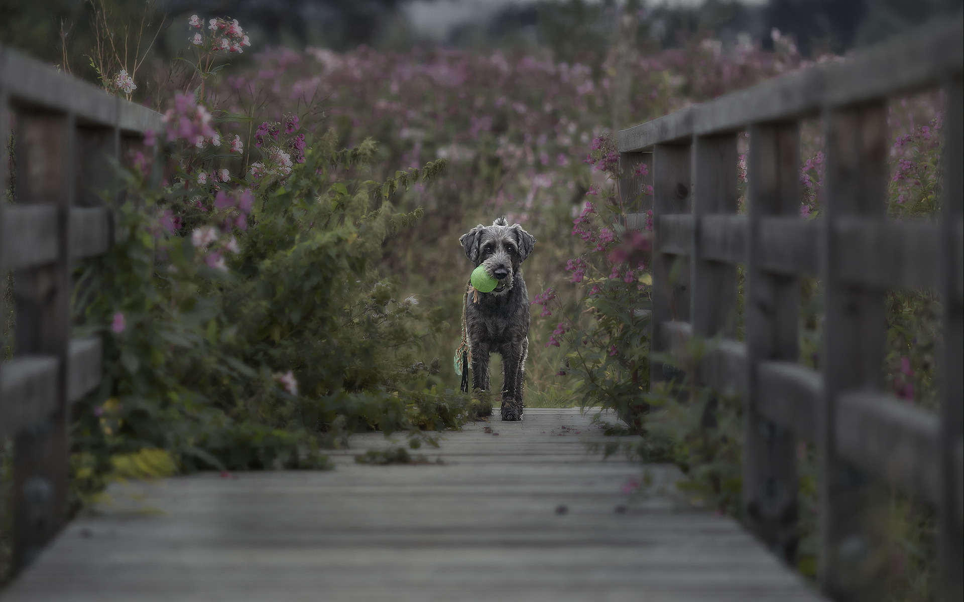 Descarga gratuita de fondo de pantalla para móvil de Animales, Perros, Perro.