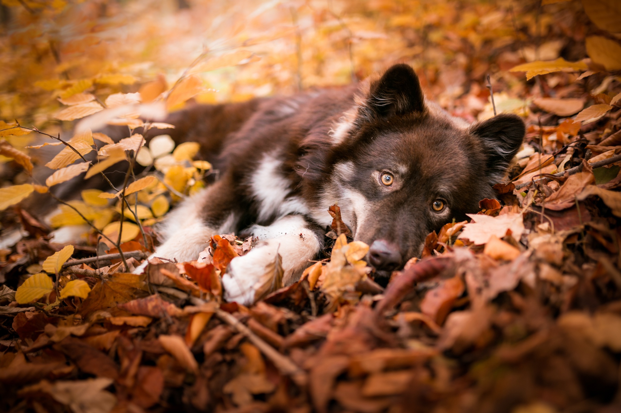 Download mobile wallpaper Dogs, Dog, Leaf, Fall, Animal for free.