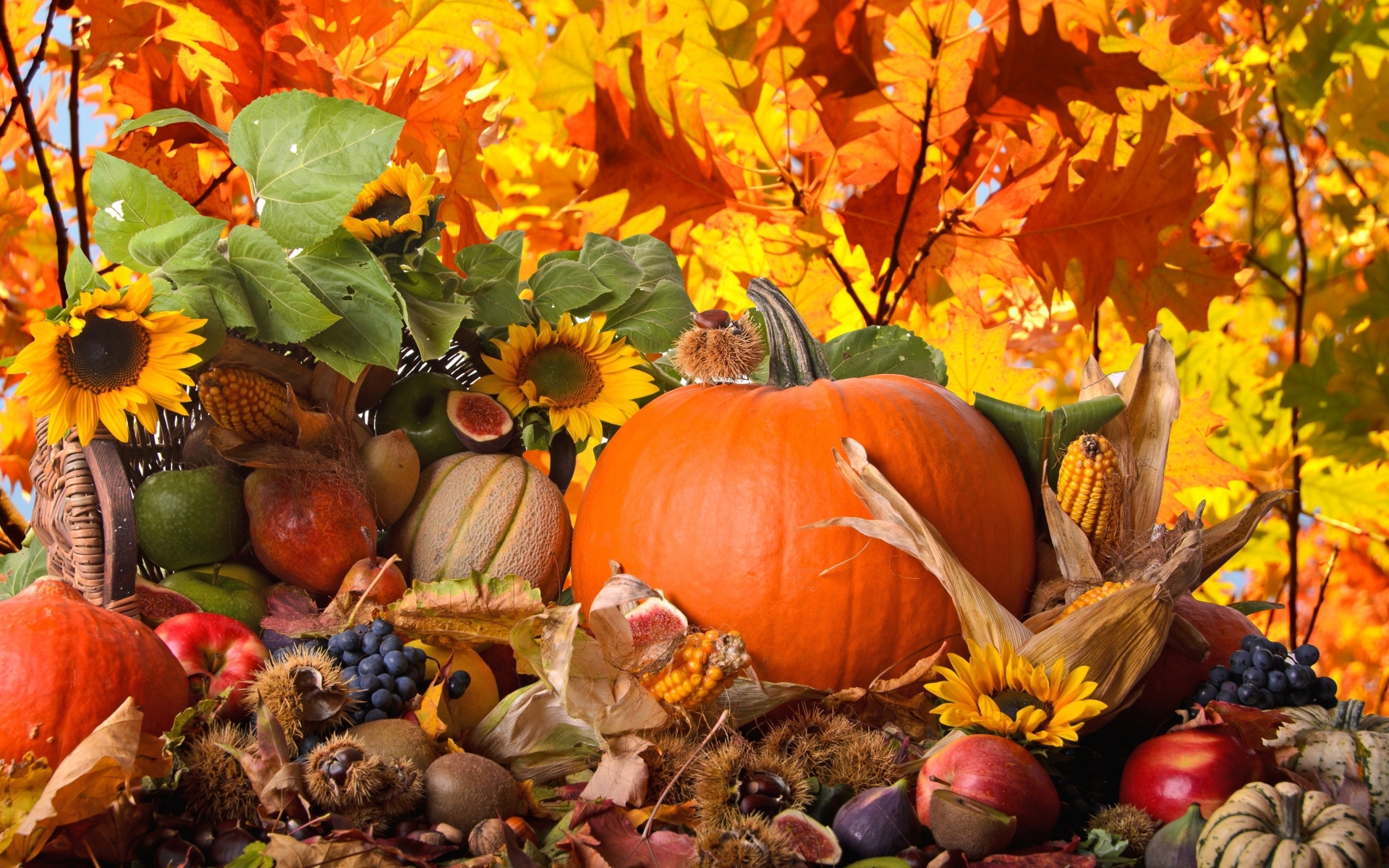 552020画像をダウンロード自然, 花, 秋, ホリデー, 葉, 感謝祭, シーズン-壁紙とスクリーンセーバーを無料で