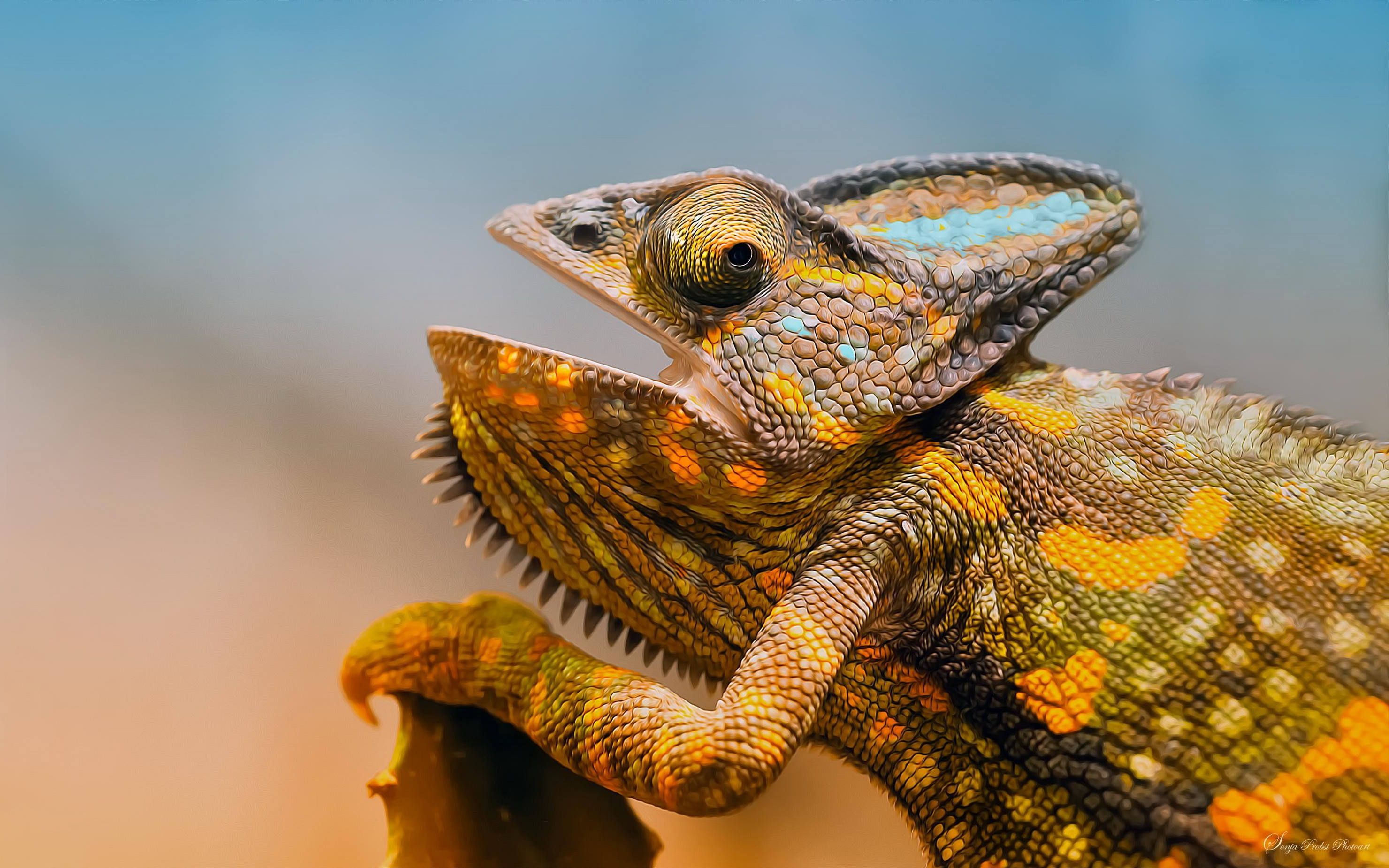 Download mobile wallpaper Chameleon, Reptiles, Animal for free.