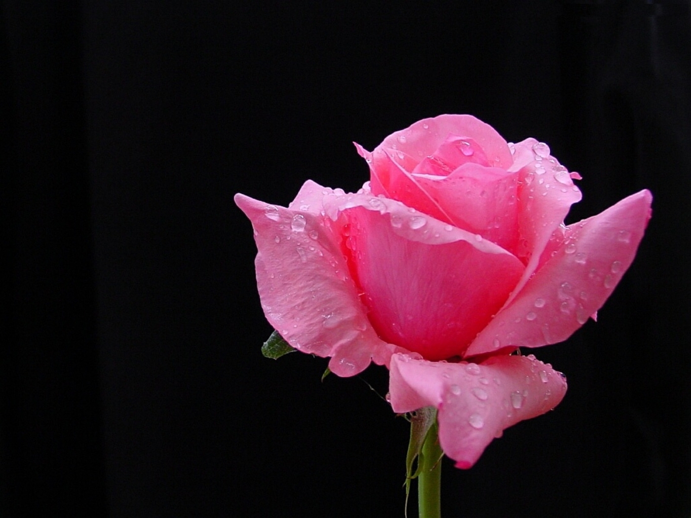 Laden Sie das Blumen, Drops, Pflanzen, Roses, Hintergrund-Bild kostenlos auf Ihren PC-Desktop herunter