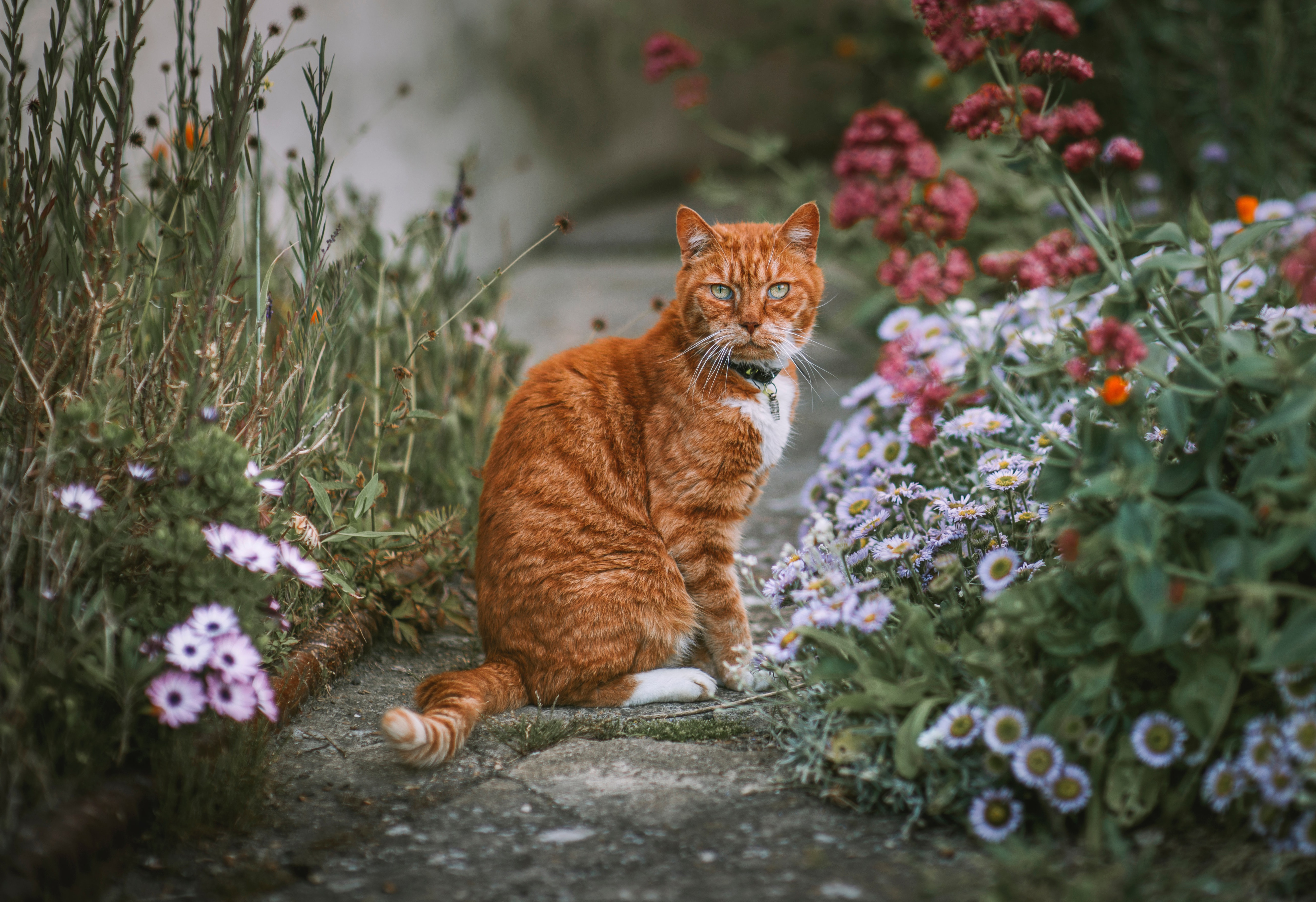 Handy-Wallpaper Tiere, Katzen, Katze kostenlos herunterladen.