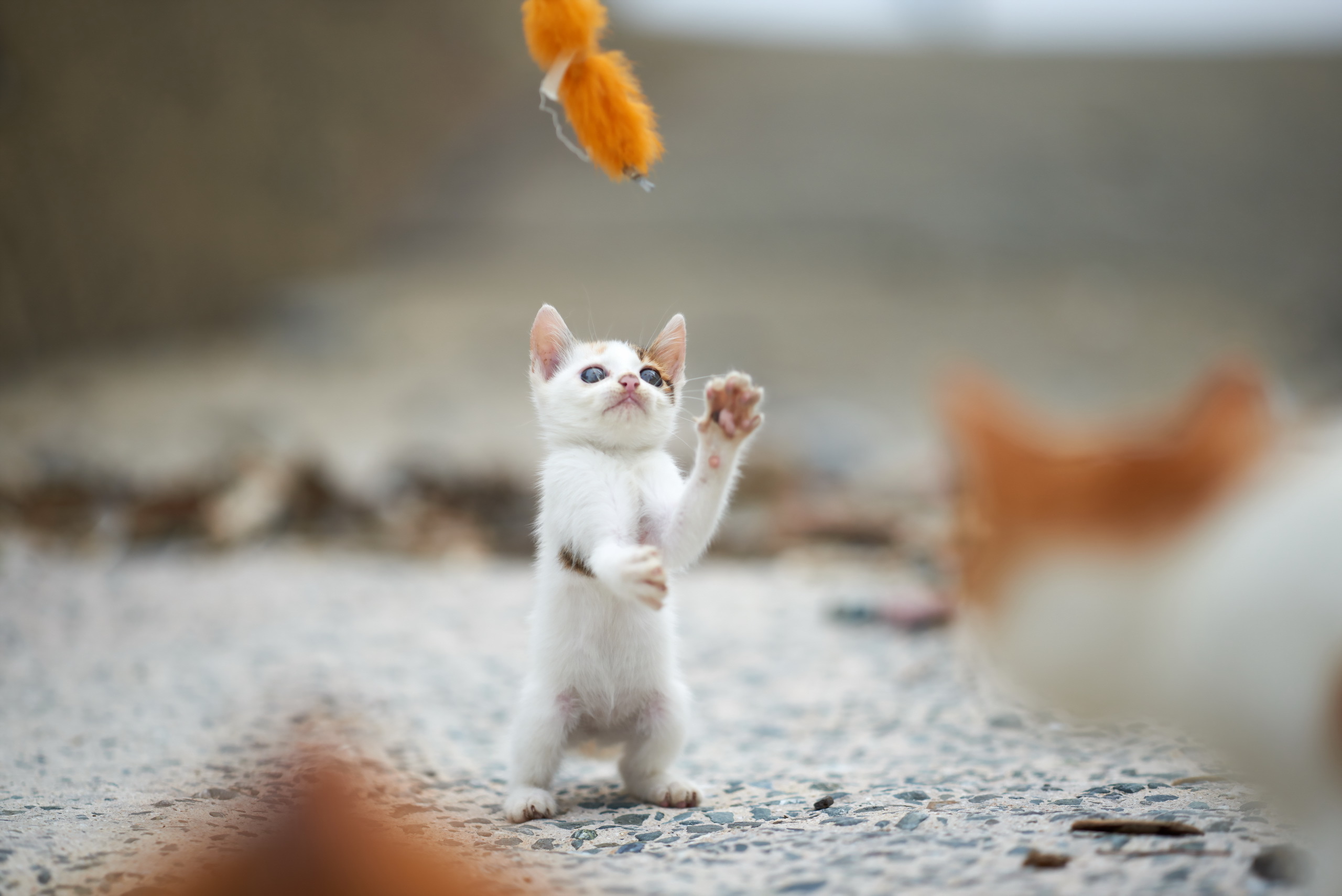 Free download wallpaper Cats, Cat, Kitten, Blur, Animal, Baby Animal on your PC desktop