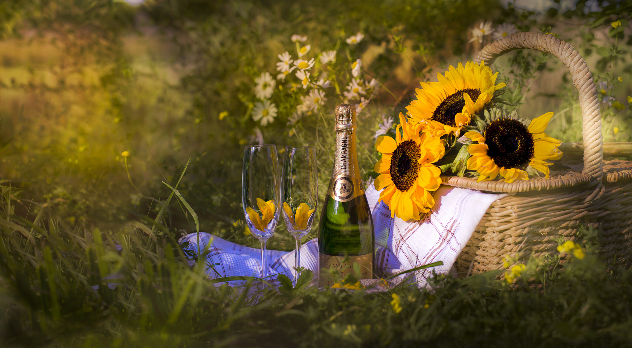 champagne, photography, still life, glass, picnic, sunflower