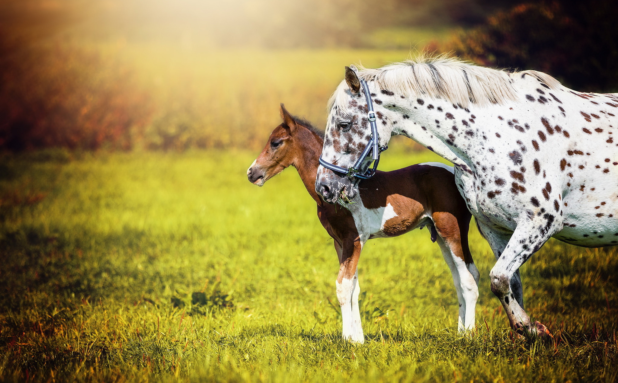 863510 descargar fondo de pantalla animales, caballo, bebe animal, potro: protectores de pantalla e imágenes gratis