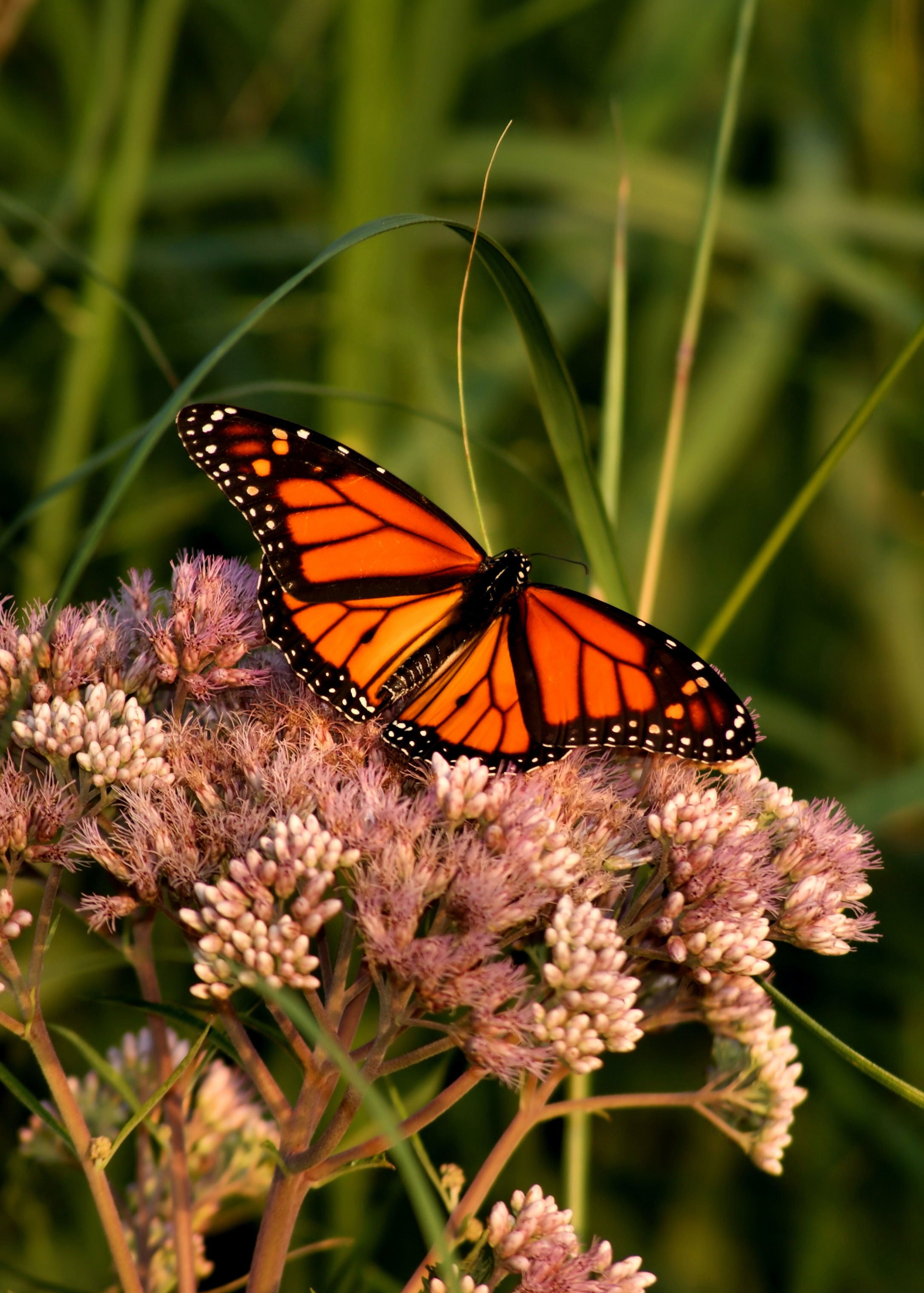 102327 Hintergrundbilder und Schmetterling Monarch Bilder auf dem Desktop. Laden Sie  Bildschirmschoner kostenlos auf den PC herunter