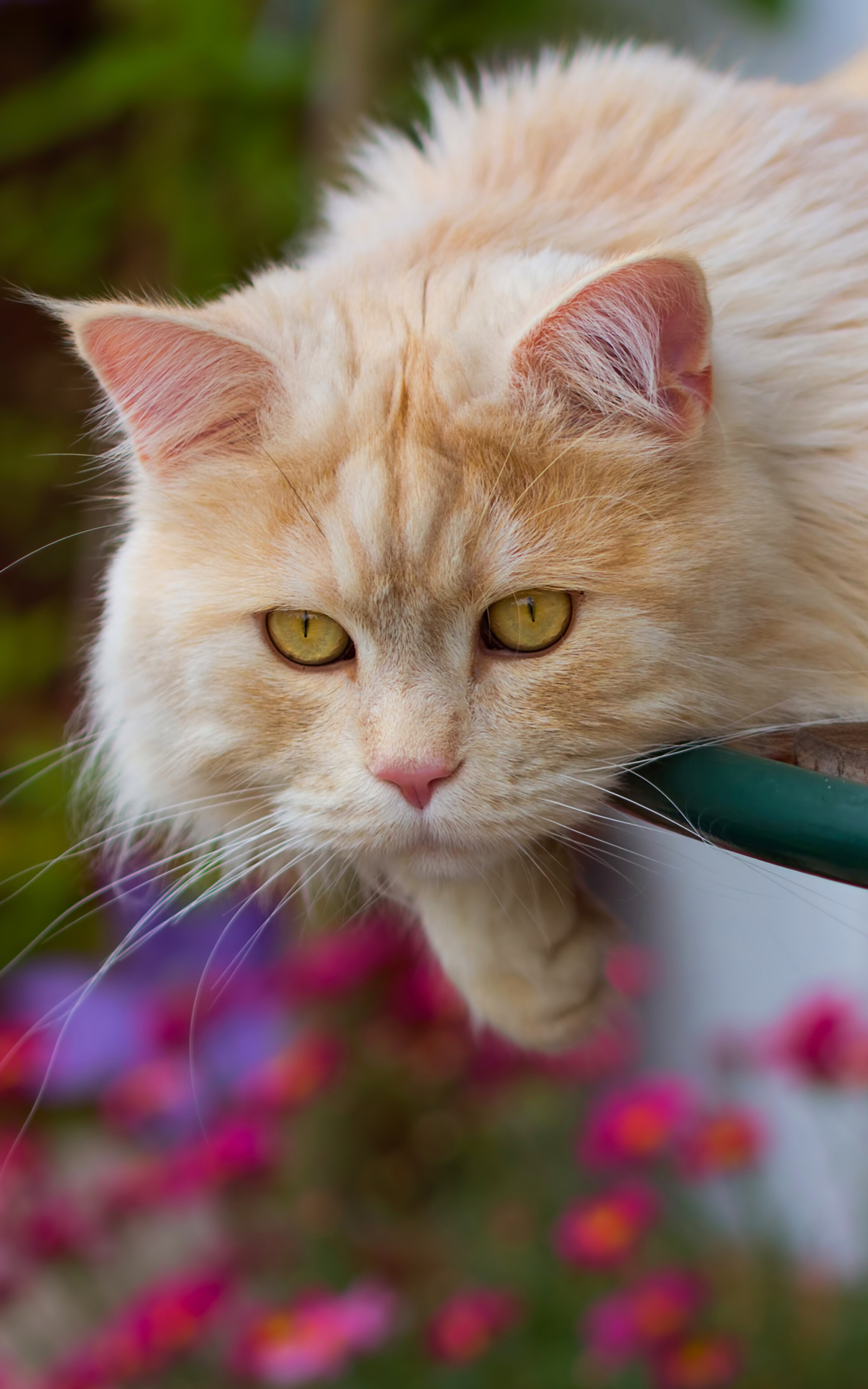 Handy-Wallpaper Tiere, Katzen, Katze kostenlos herunterladen.