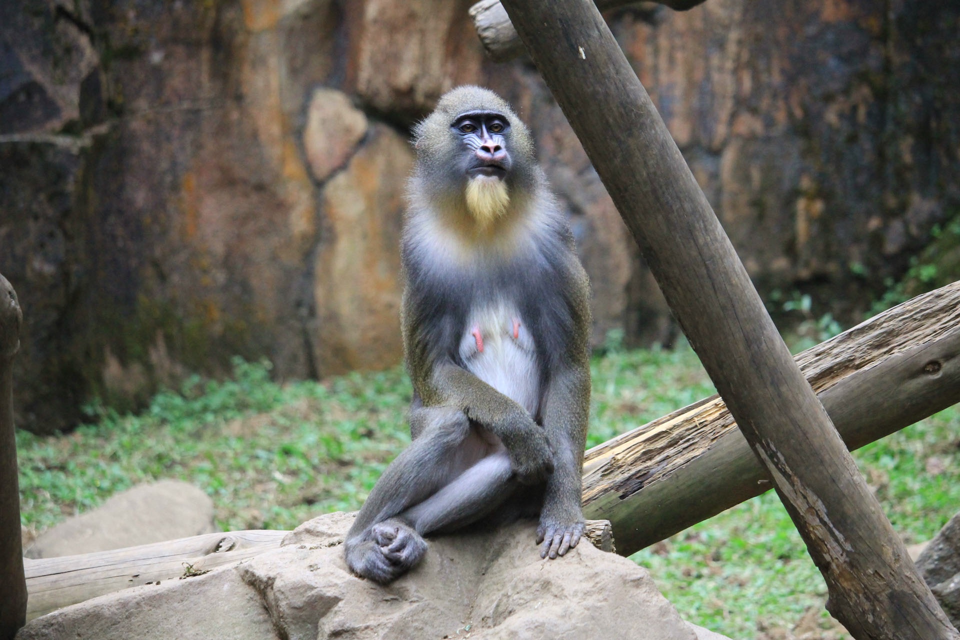 61989 descargar fondo de pantalla animales, un mono, mono, está sentado, sienta, mandril: protectores de pantalla e imágenes gratis