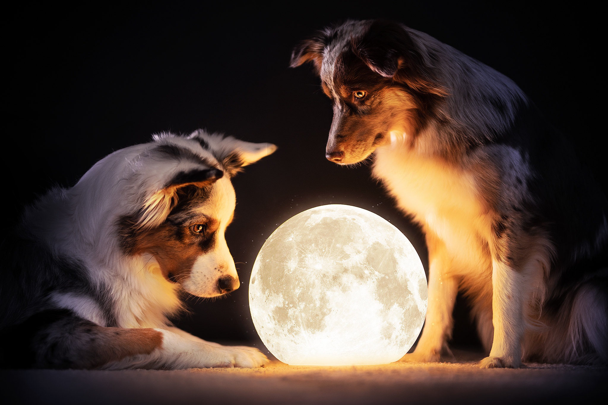 Download mobile wallpaper Moon, Dog, Photography, Manipulation for free.