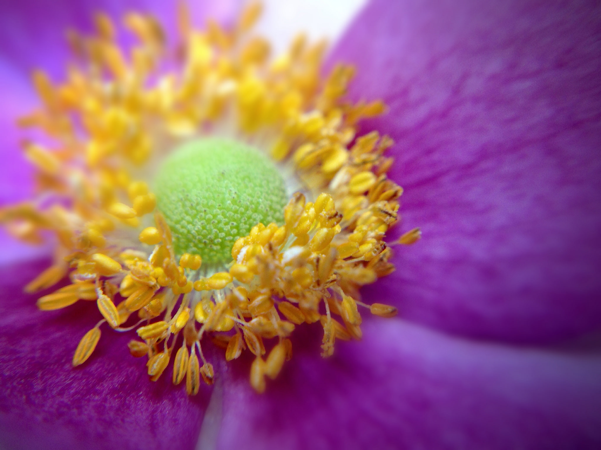 Laden Sie das Blumen, Blume, Nahansicht, Erde/natur-Bild kostenlos auf Ihren PC-Desktop herunter