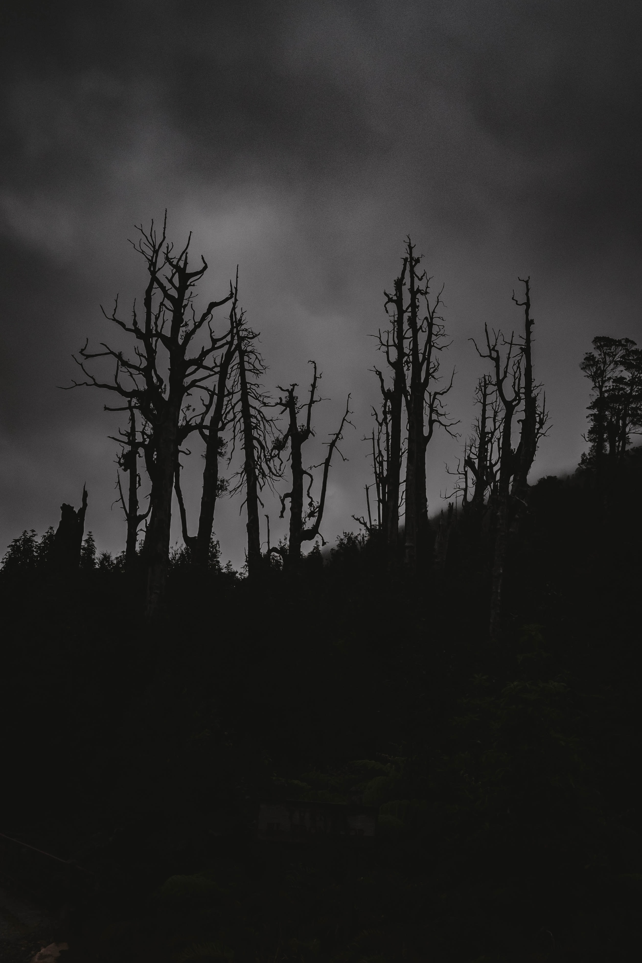 Download mobile wallpaper Trees, Chb, Bw, Silhouettes, Night, Dark for free.