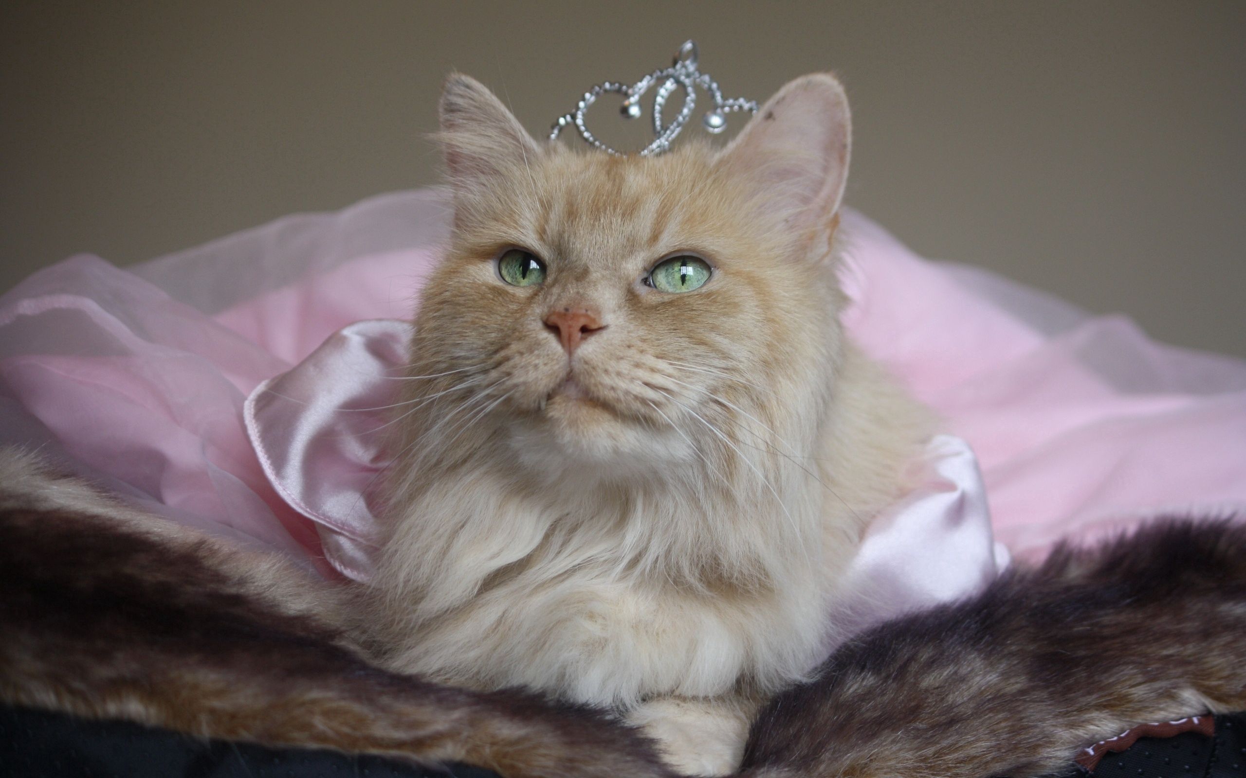 Download mobile wallpaper Sit, Fluffy, Muzzle, Animals, Cat, Crown for free.