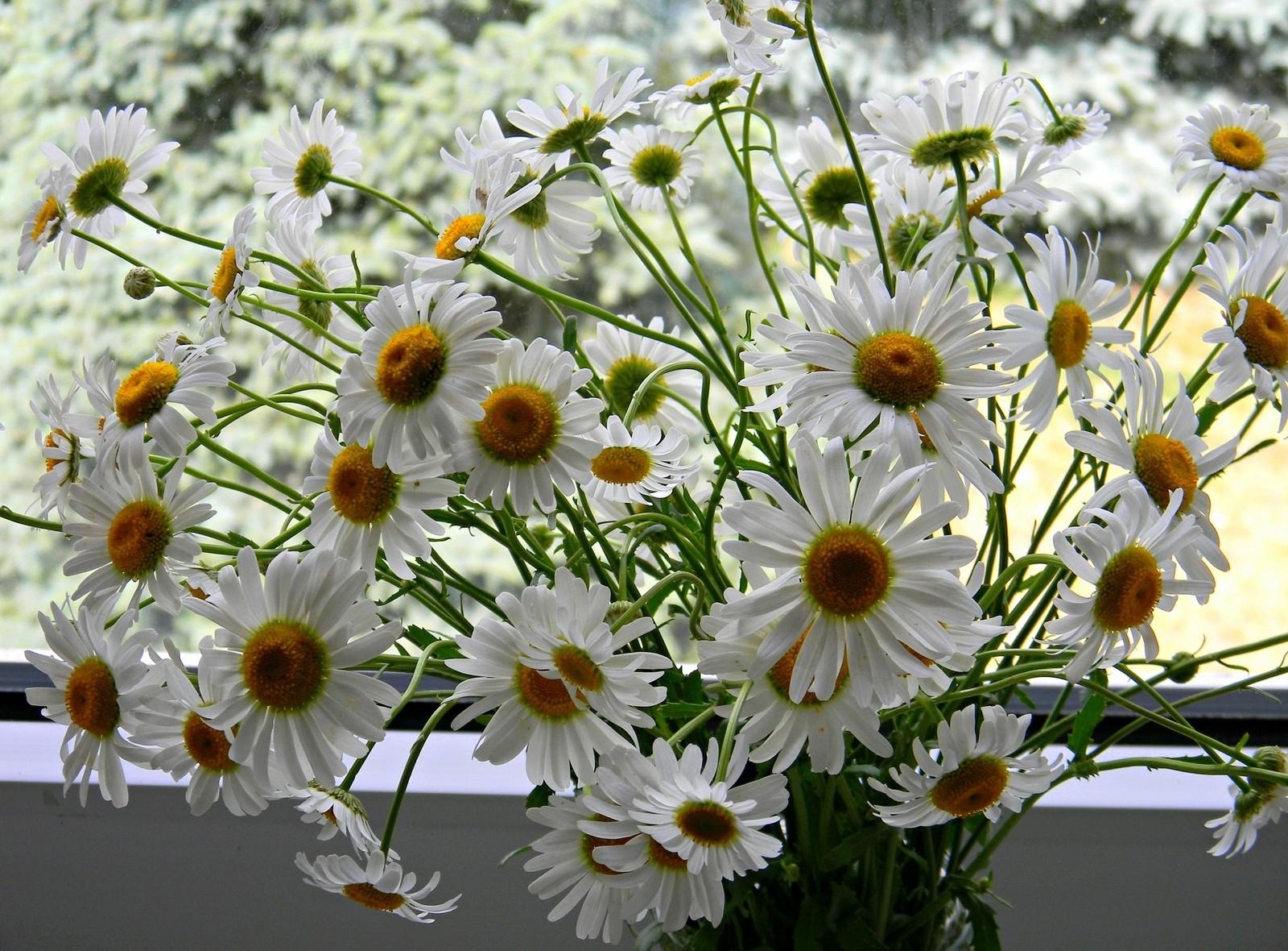 Handy-Wallpaper Blumen, Kamille, Fenster, Strauß, Bouquet, Sommer kostenlos herunterladen.