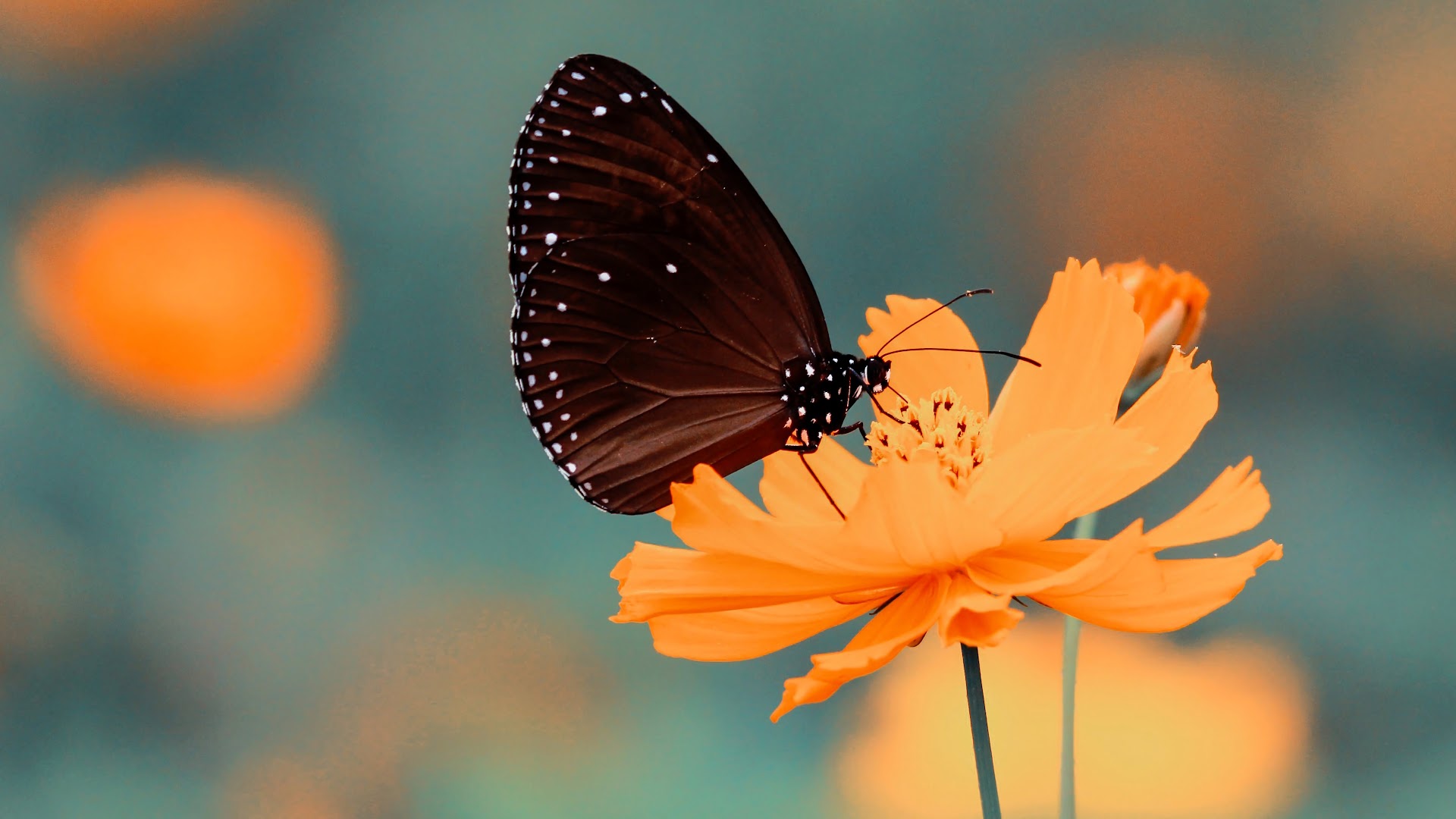 Download mobile wallpaper Flower, Butterfly, Animal, Orange Flower for free.