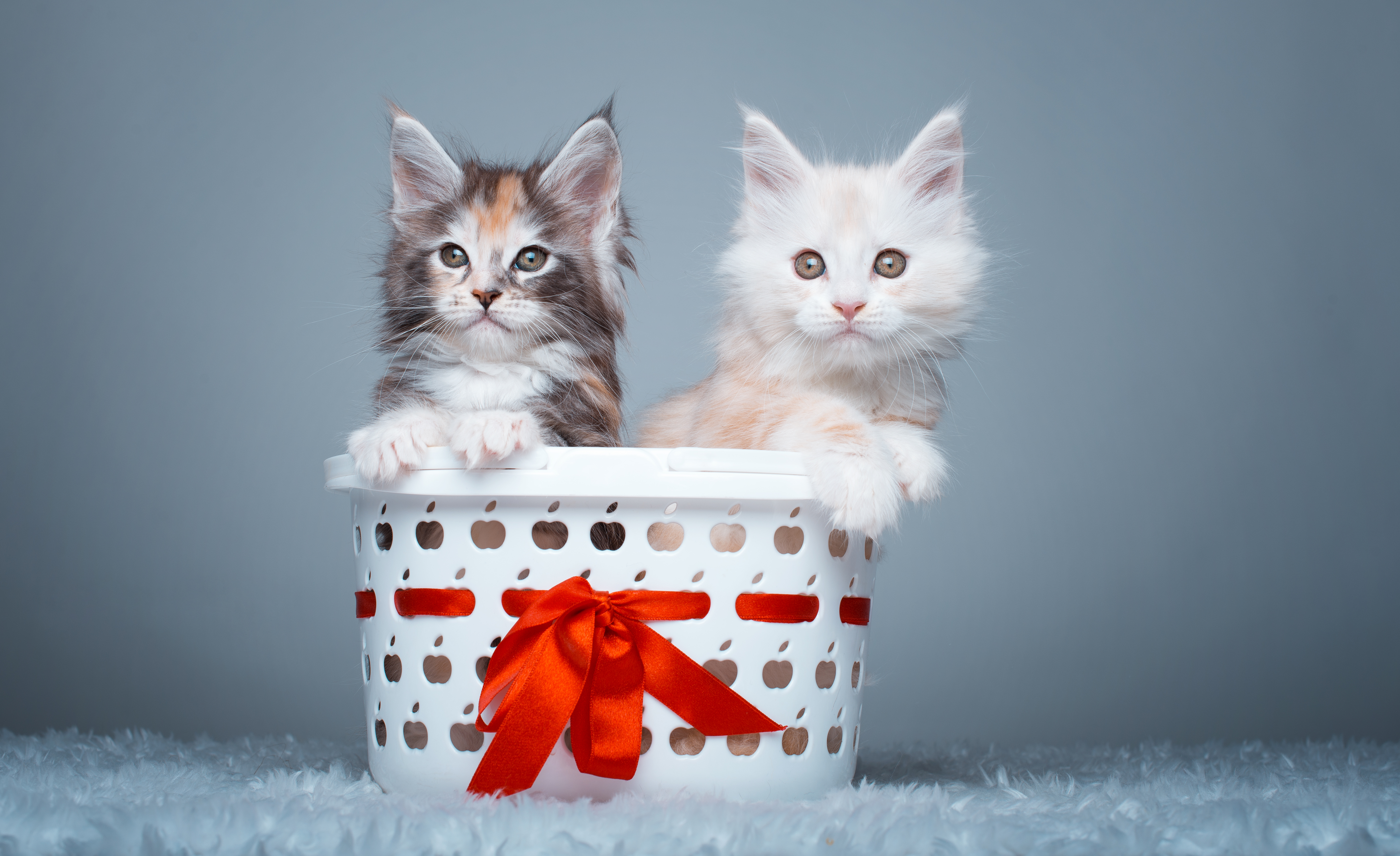 Laden Sie das Tiere, Katzen, Katze, Kätzchen, Korb, Schleife-Bild kostenlos auf Ihren PC-Desktop herunter
